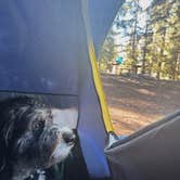 Review photo of Portal Campground by Allison G., June 24, 2024