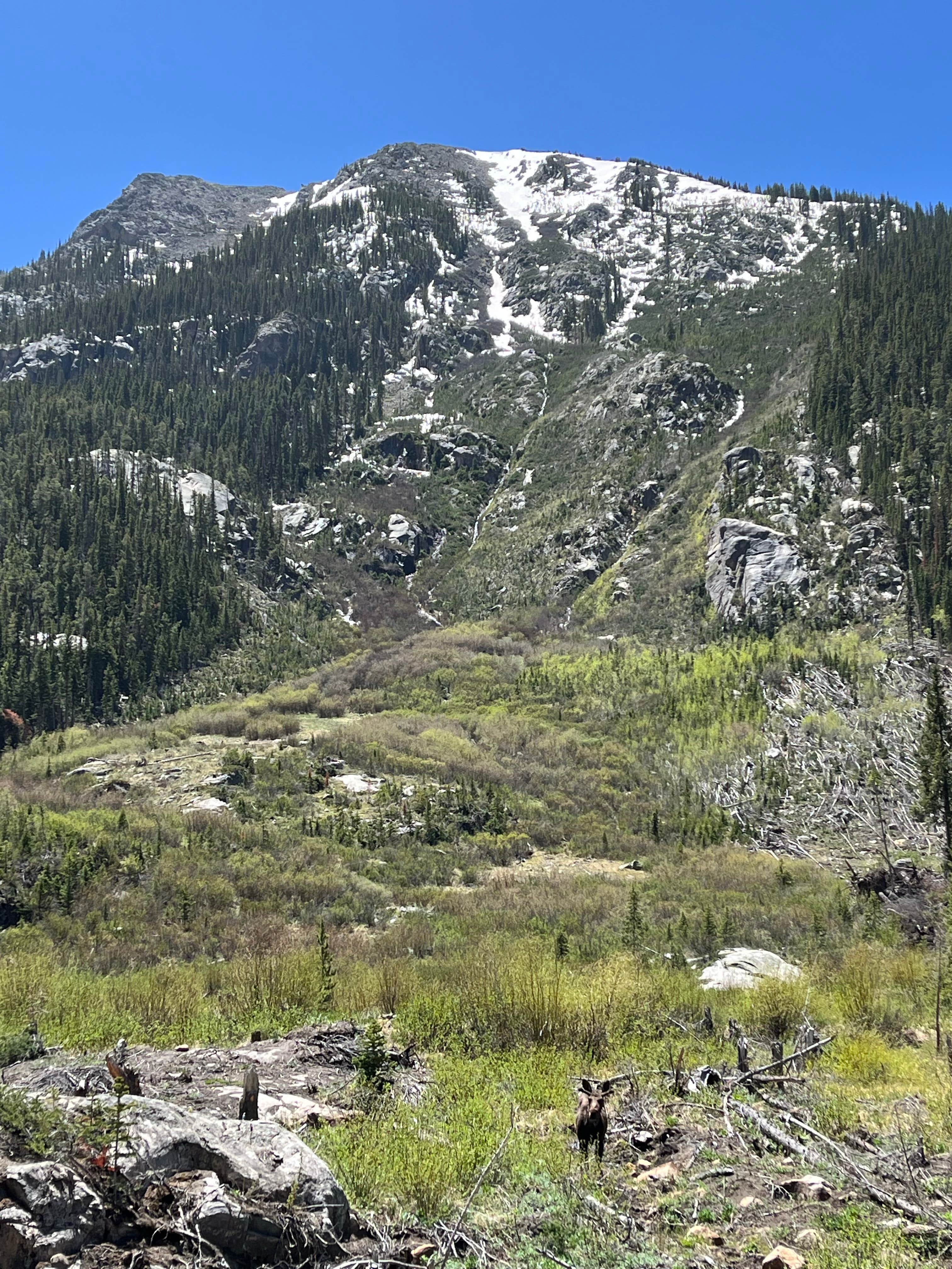 Lorene N.'s photo of camping with pets at Portal Campground near Crested Butte, CO
