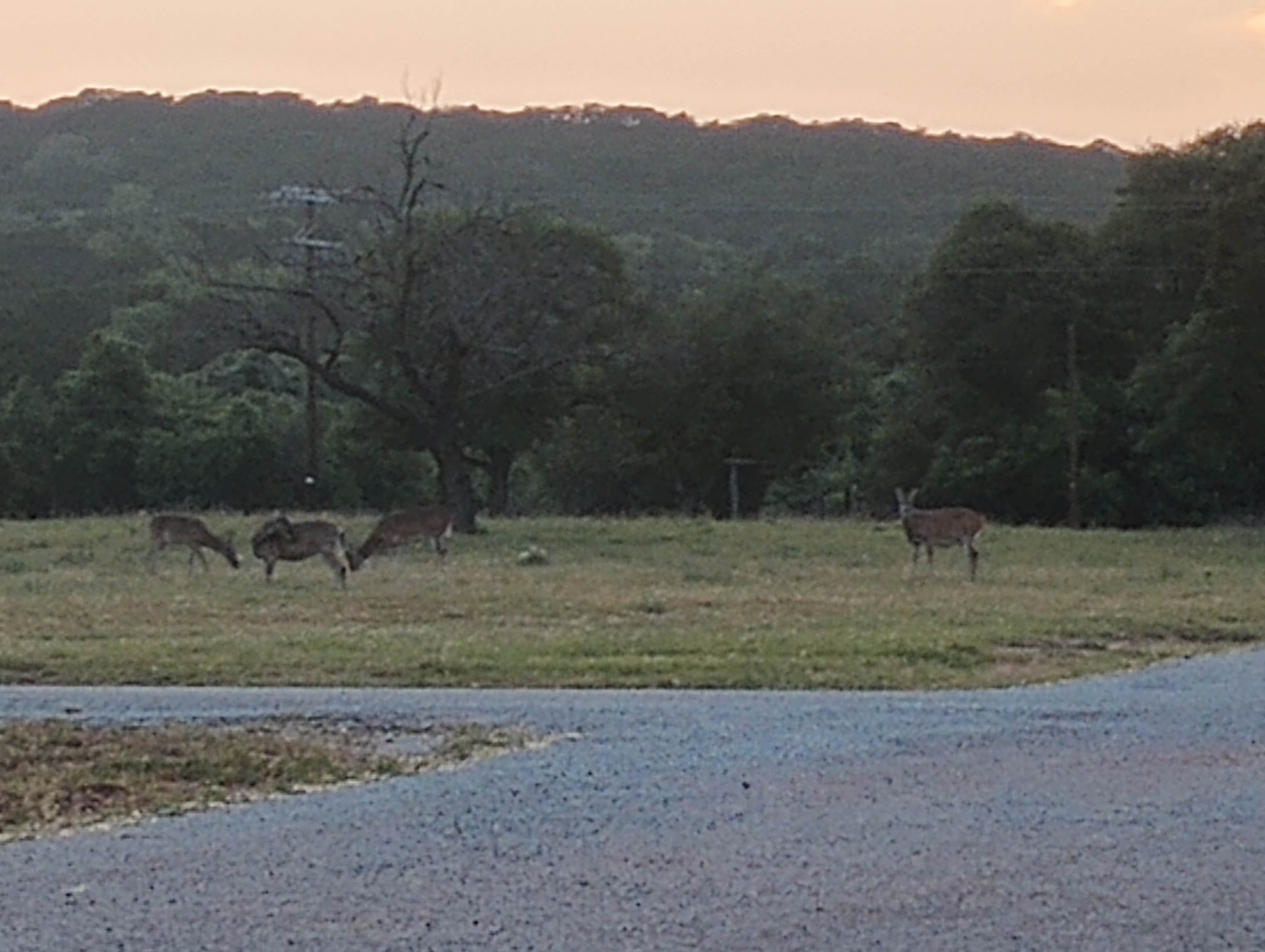 Camper submitted image from Possum Kingdom Lake BRA - Bug Beach: BRA Area #5 - 4