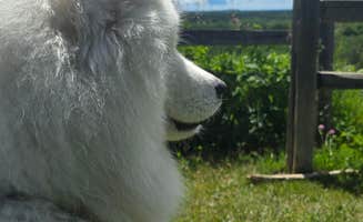 Terry Z.'s photo of camping with pets at Potawatomi State Park Group Campground — Potawatomi State Park near Menominee, MI