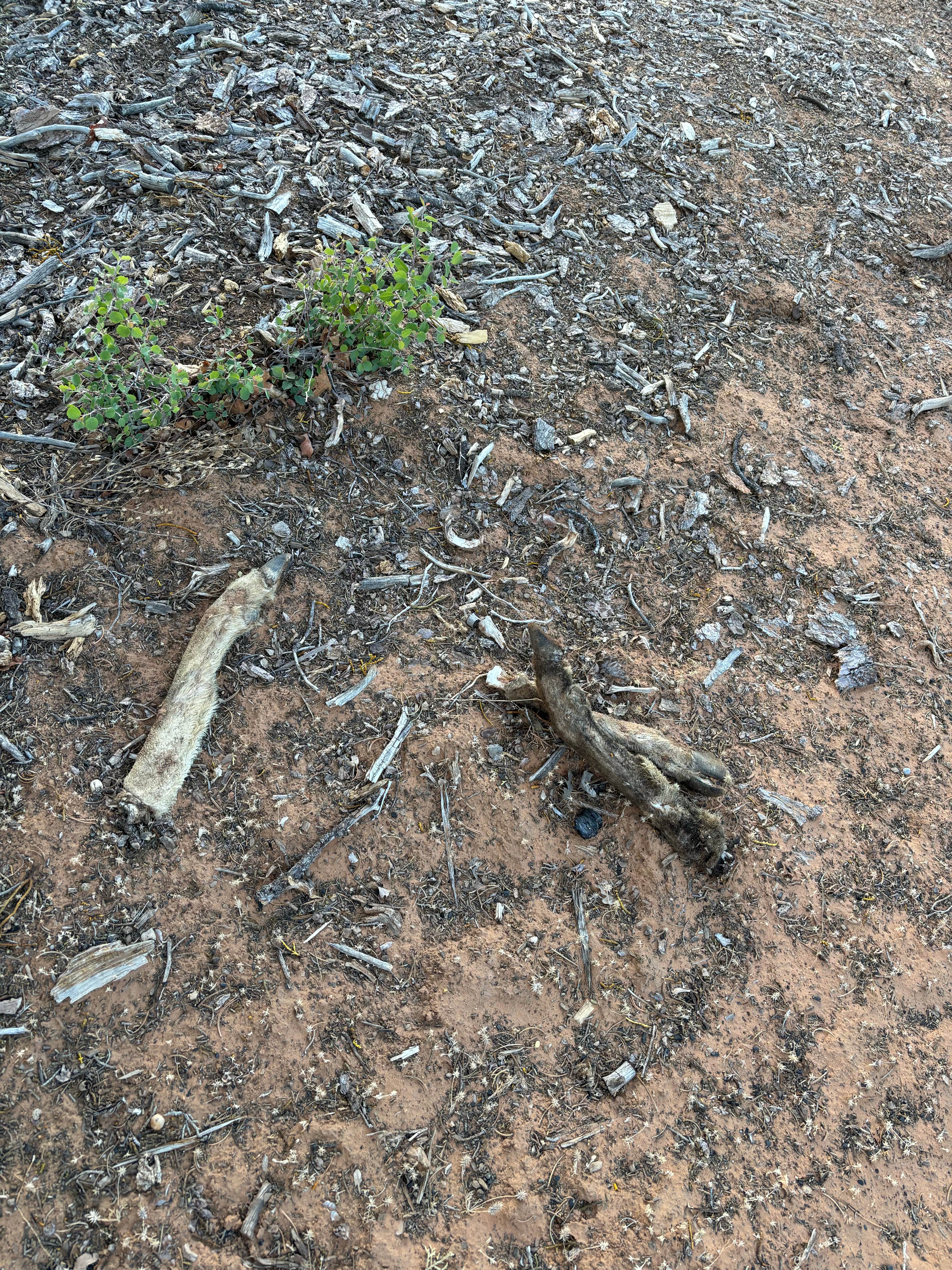 Camper-submitted photo at Poverty Flat BLM Road #70 Dispersed Camping Area near Orderville, UT