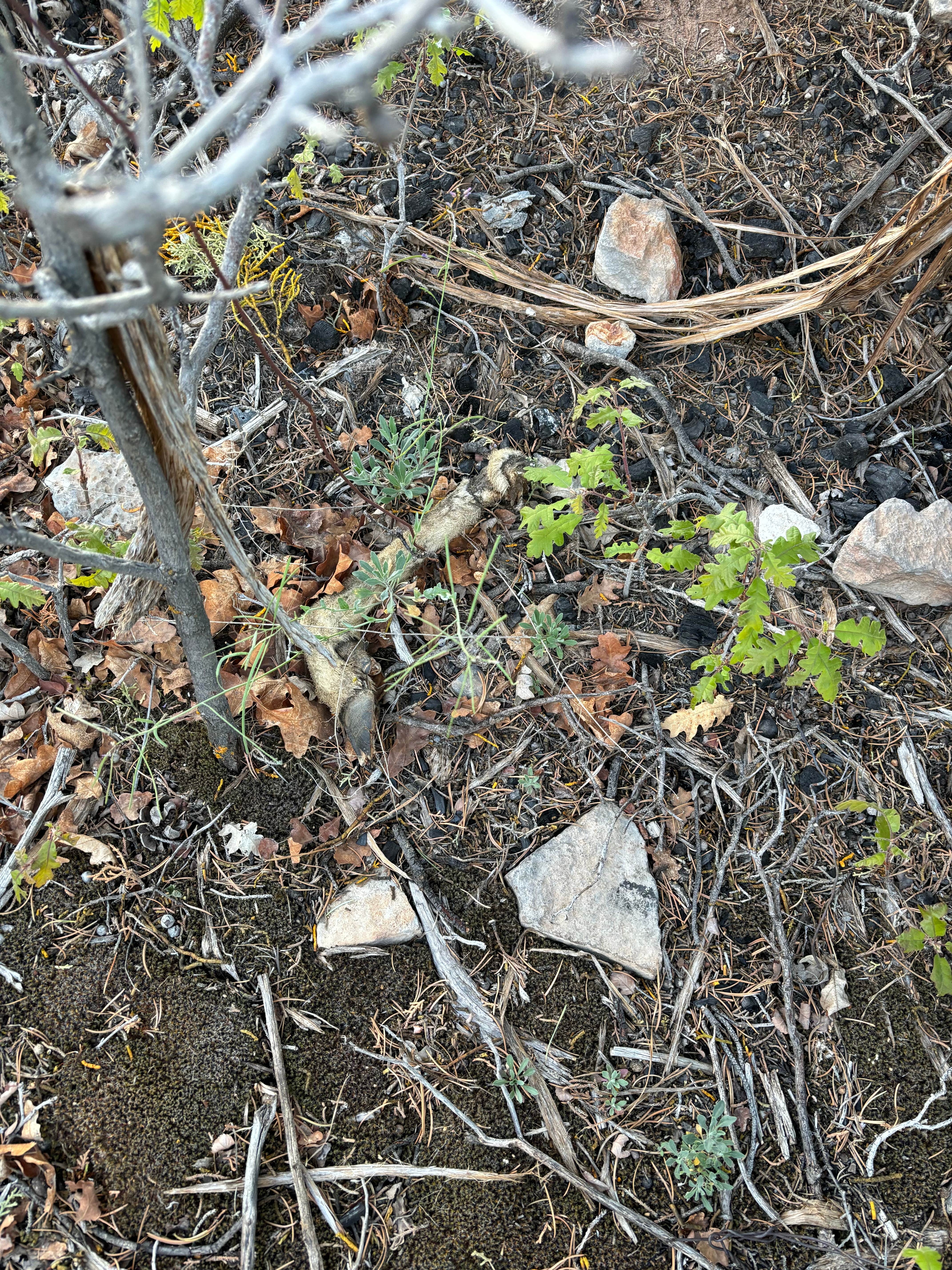 Camper-submitted photo at Poverty Flat BLM Road #70 Dispersed Camping Area near Orderville, UT