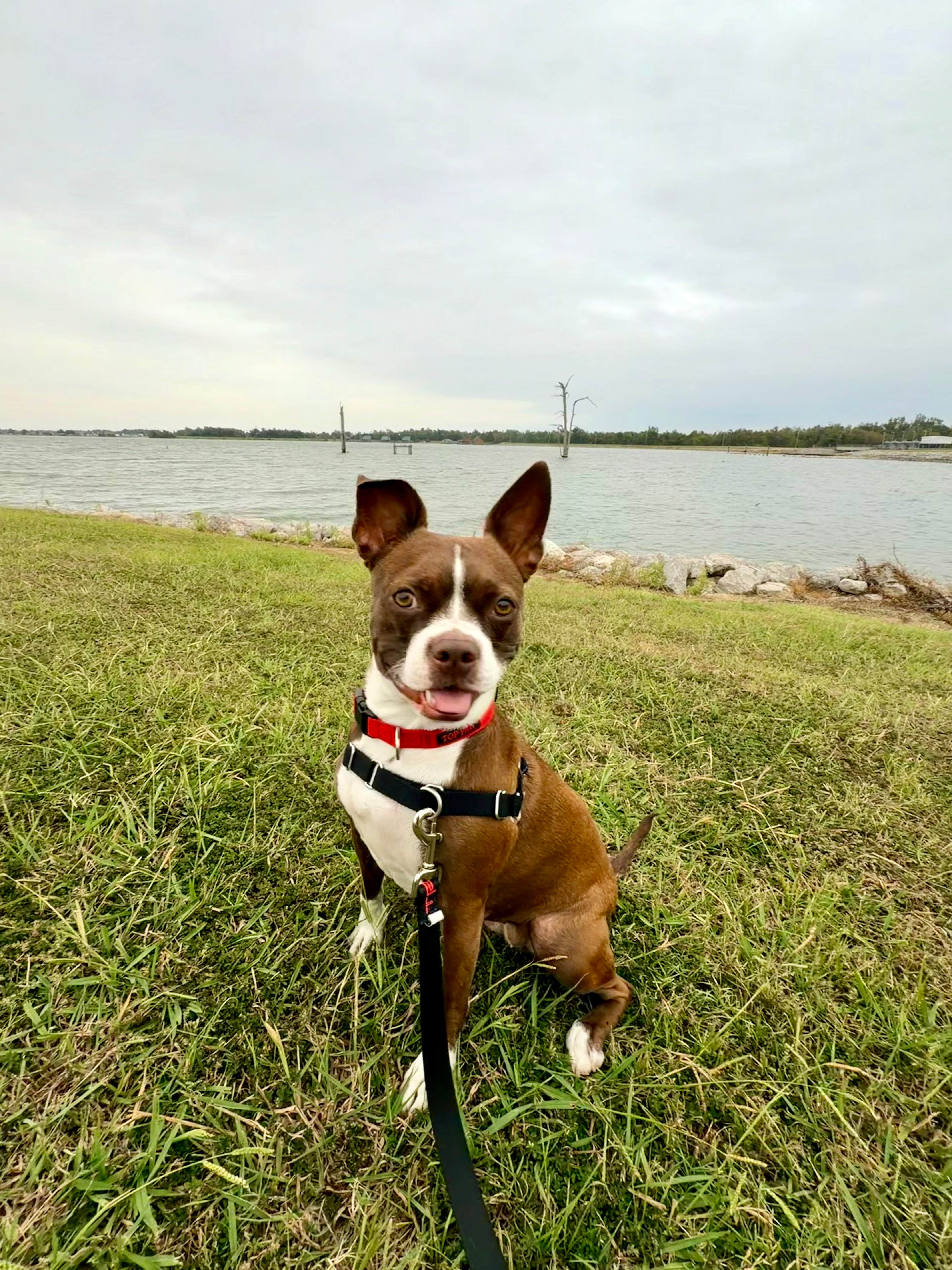 J. Robert C.'s photo of camping with pets at Poverty Point Reservoir State Park Campground near Fairbanks, LA