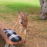 Review photo of Powder Creek Campground by Steve M., August 5, 2024