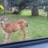 Review photo of Powder Creek Campground by Steve M., August 5, 2024