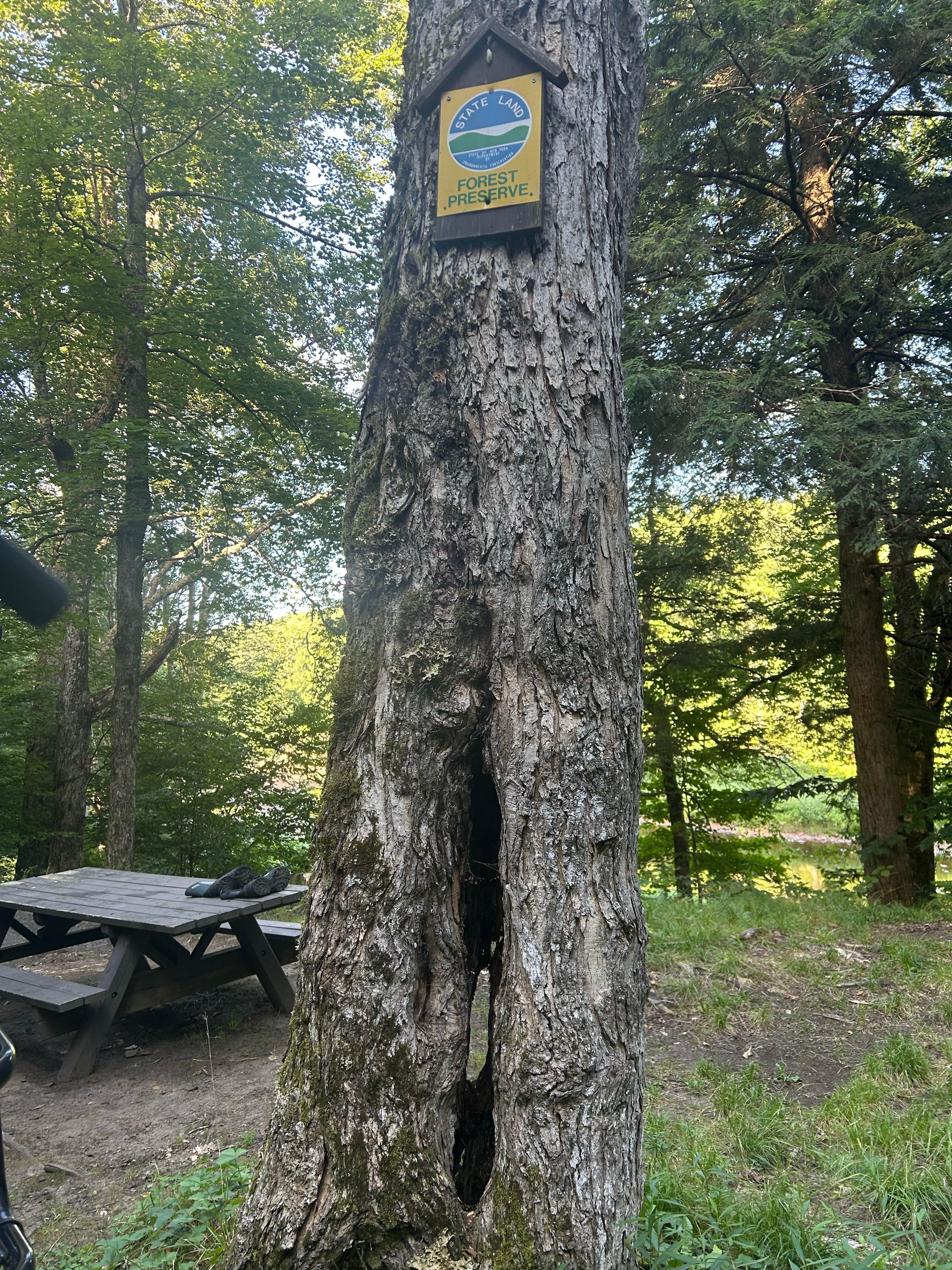 Camper-submitted photo at Powley Road in Ferris Wild Forest near Piseco, NY