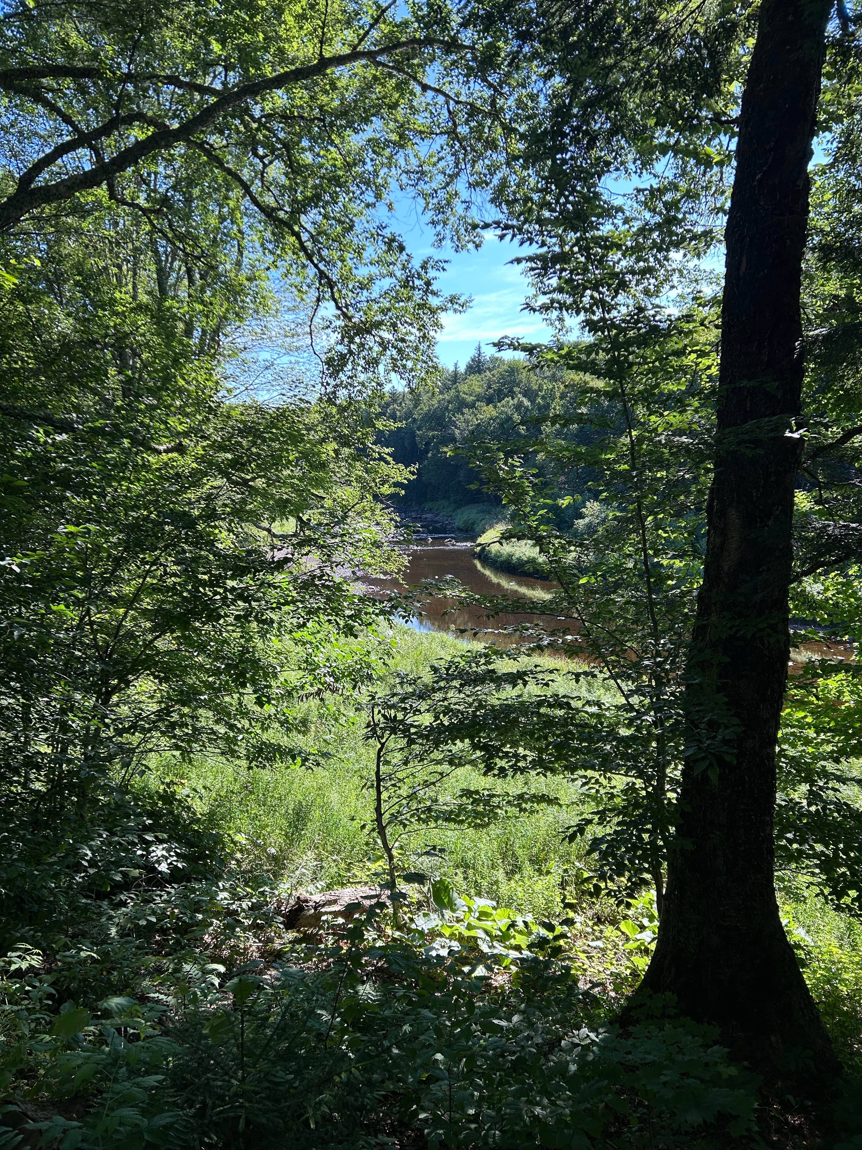 Camper-submitted photo at Powley Road in Ferris Wild Forest near Piseco, NY