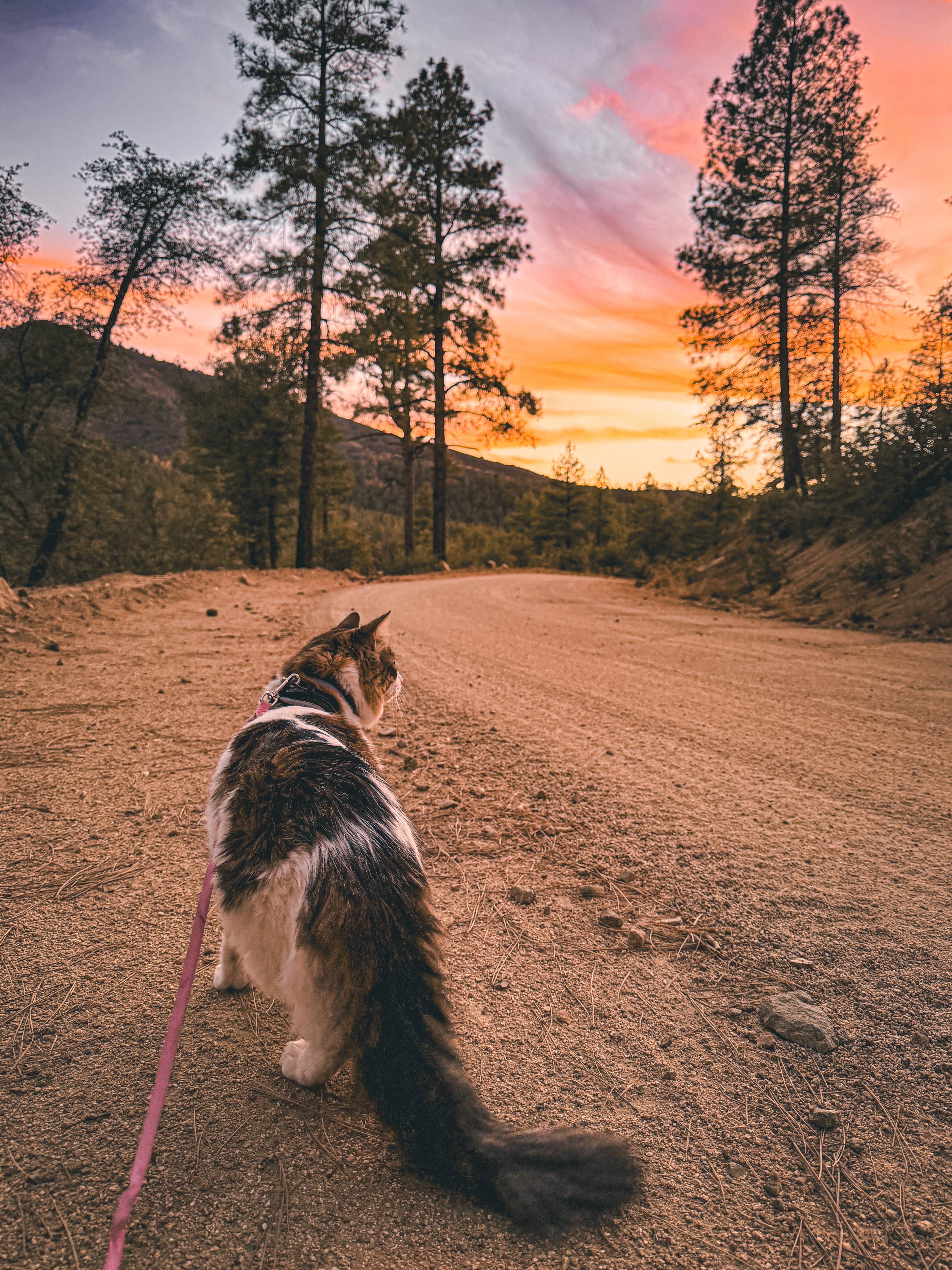 Bobbii J.'s photo of a dispersed camping area at Prescott Basin near Prescott, AZ