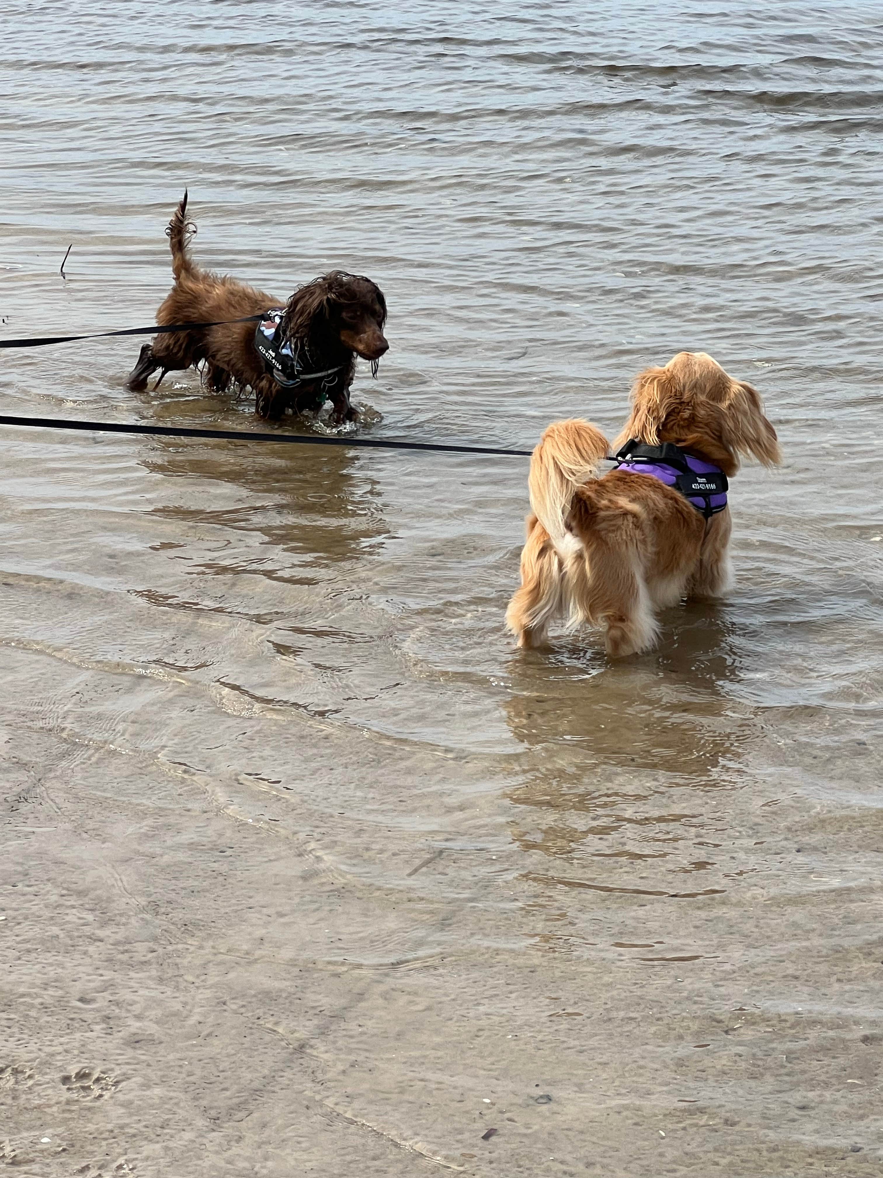 Bryan M.'s photo of camping with pets at Presnell's Bayside Marina and RV Resort near Carrabelle, FL
