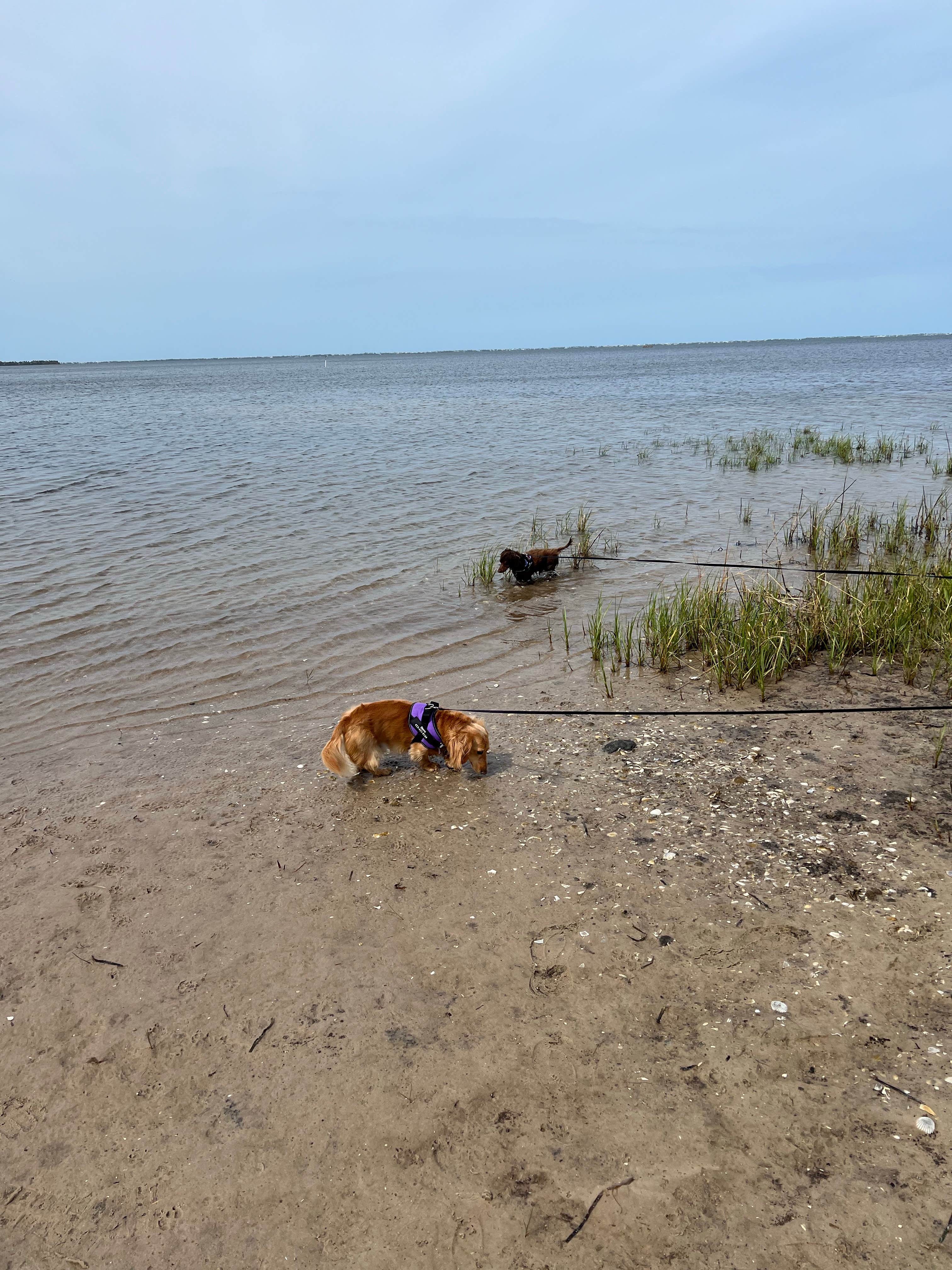Bryan M.'s photo of camping with pets at Presnell's Bayside Marina and RV Resort near Apalachicola, FL