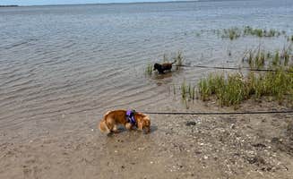 Bryan M.'s photo of camping with pets at Presnell's Bayside Marina and RV Resort near Port St. Joe, FL
