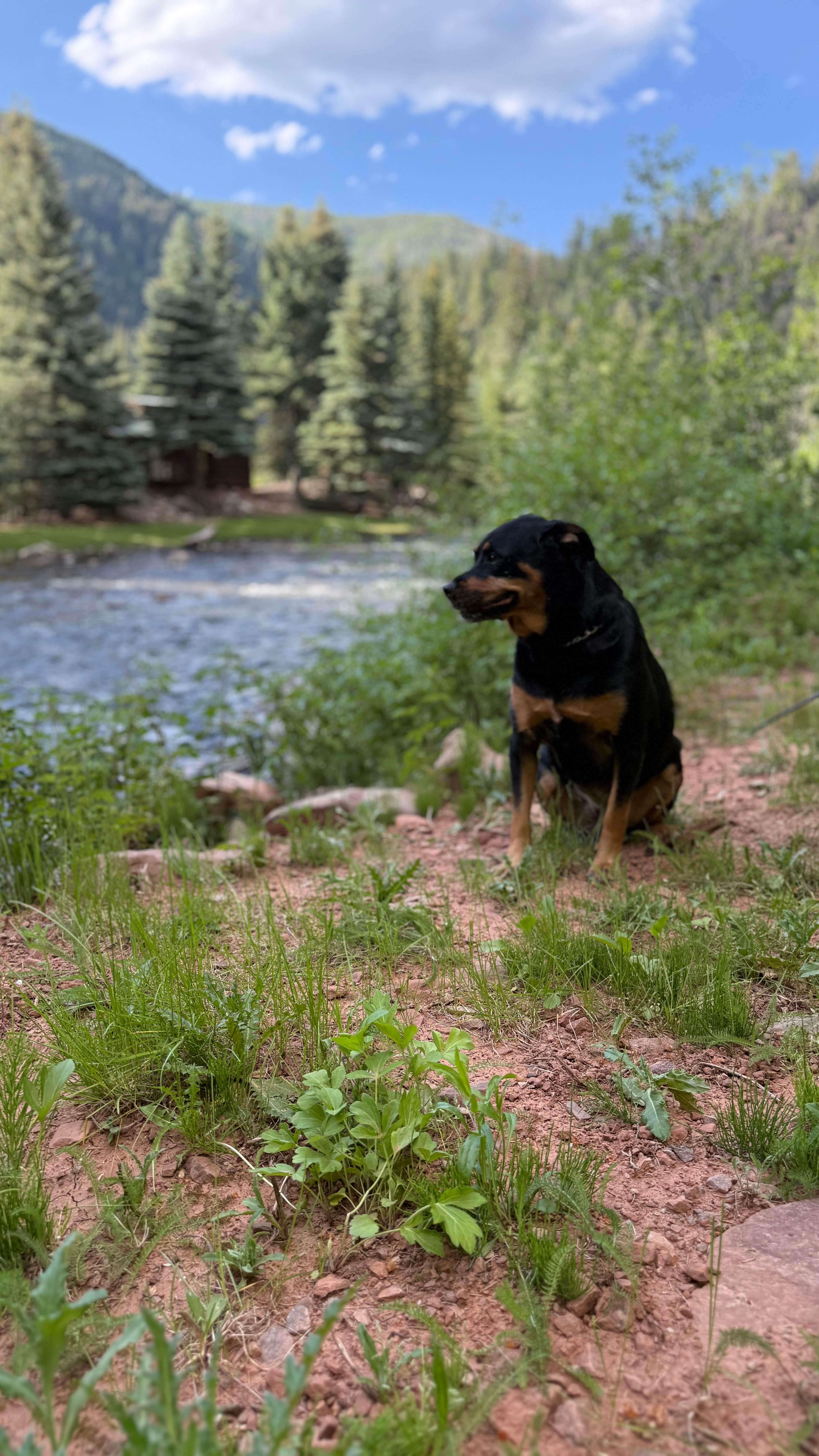 Ryan M.'s photo of camping with pets at Priest Gulch Campground and RV Park Cabins and Lodge near San Juan National Forest