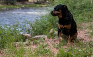 Ryan M.'s photo of camping with pets at Priest Gulch Campground and RV Park Cabins and Lodge near San Juan National Forest