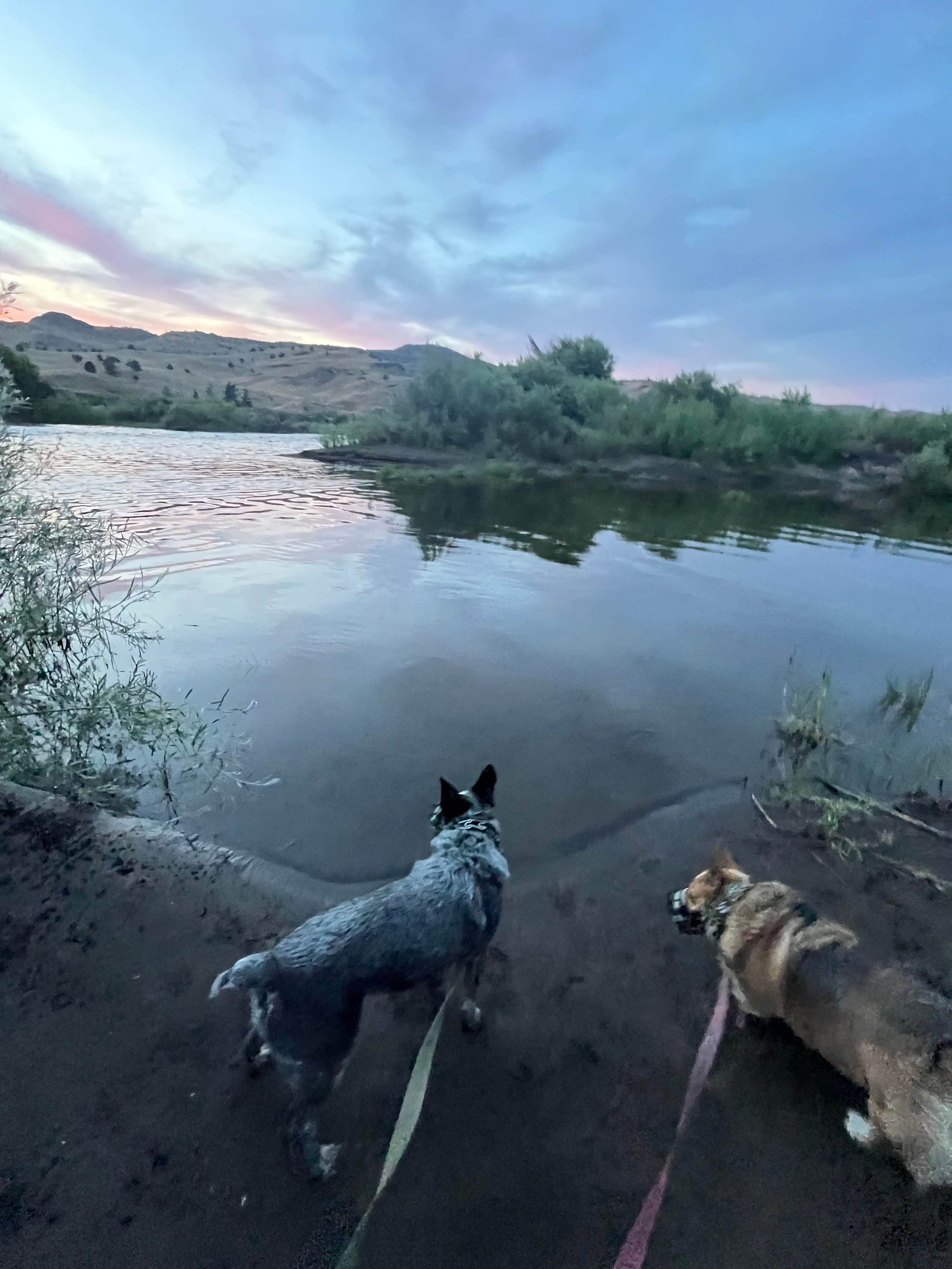 Stephanie F.'s photo of camping with pets at BLM John Day River - Priest Hole near Central Oregon