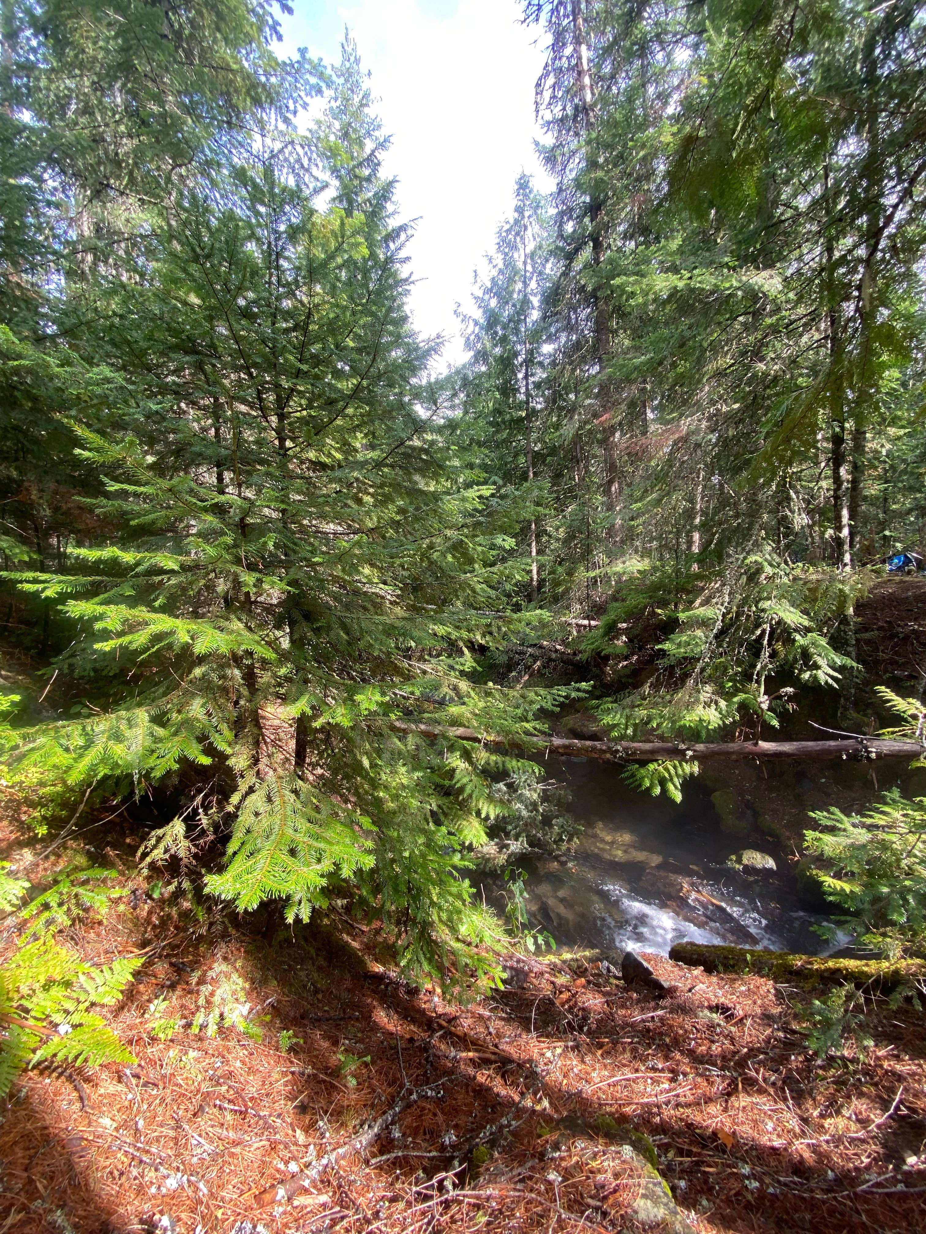 Camper submitted image from priest lake dispersed camping - 4