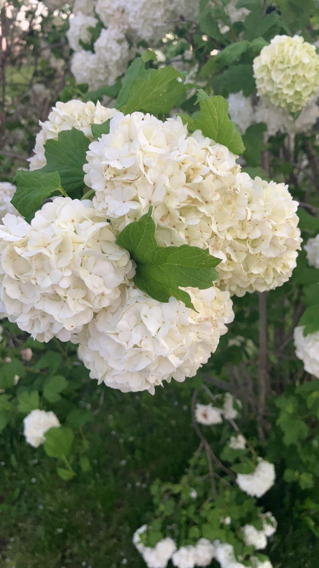 Primitive Campground — Jim Edgar Panther Creek State Fish and Wildlife Area