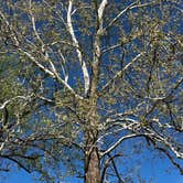 Review photo of Primitive South Campground — Lake Macbride State Park by Steve T., April 27, 2026