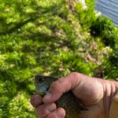 Review photo of Primitive South Campground — Lake Macbride State Park by Steve T., April 27, 2026