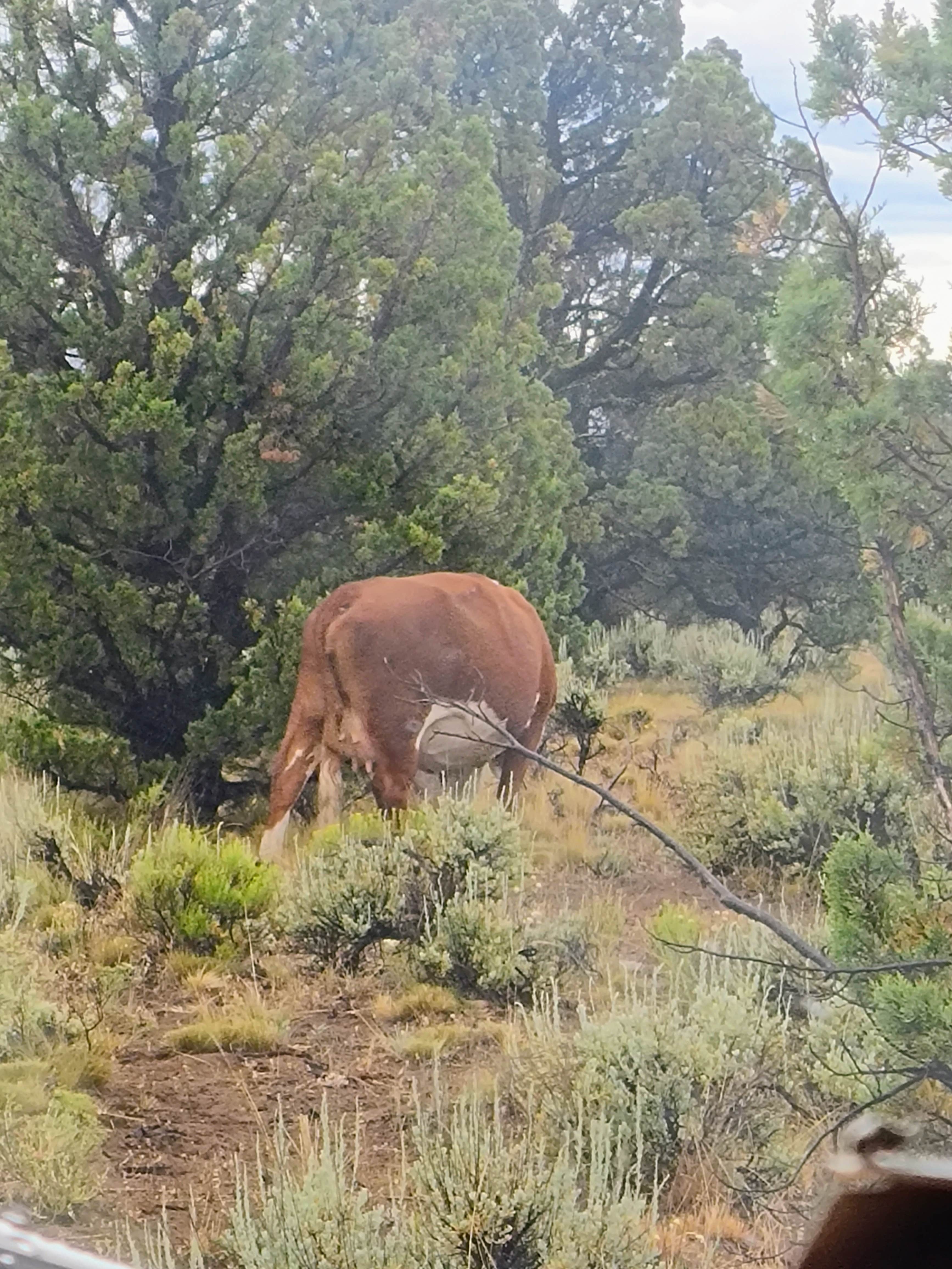 Camper-submitted photo at Jasper Point Dispersed near Powell Butte, OR
