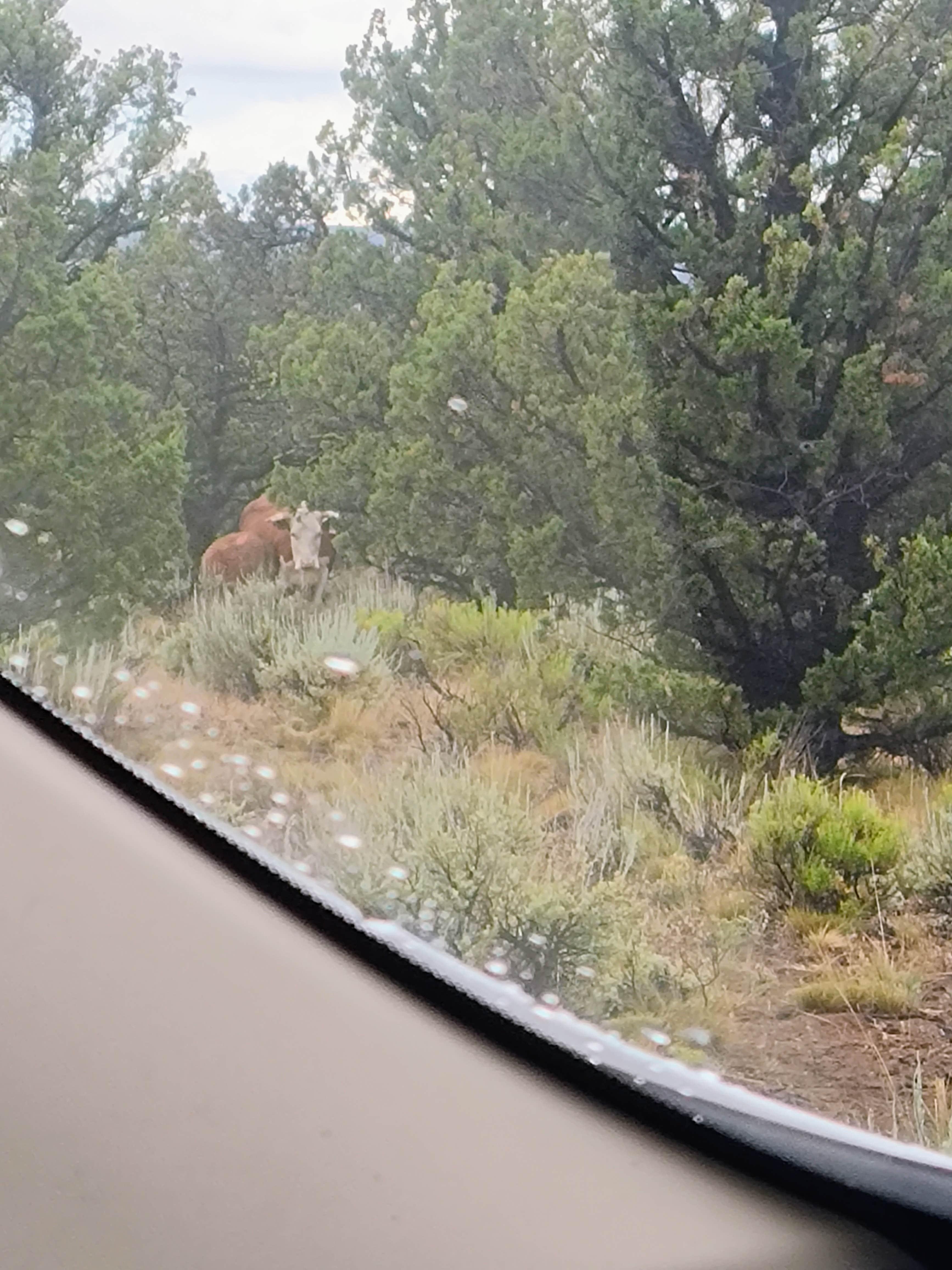 Camper-submitted photo at Jasper Point Dispersed near Powell Butte, OR