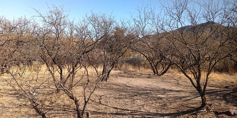 Camper submitted image from Proctor Road Dispersed Camping - Site 3b