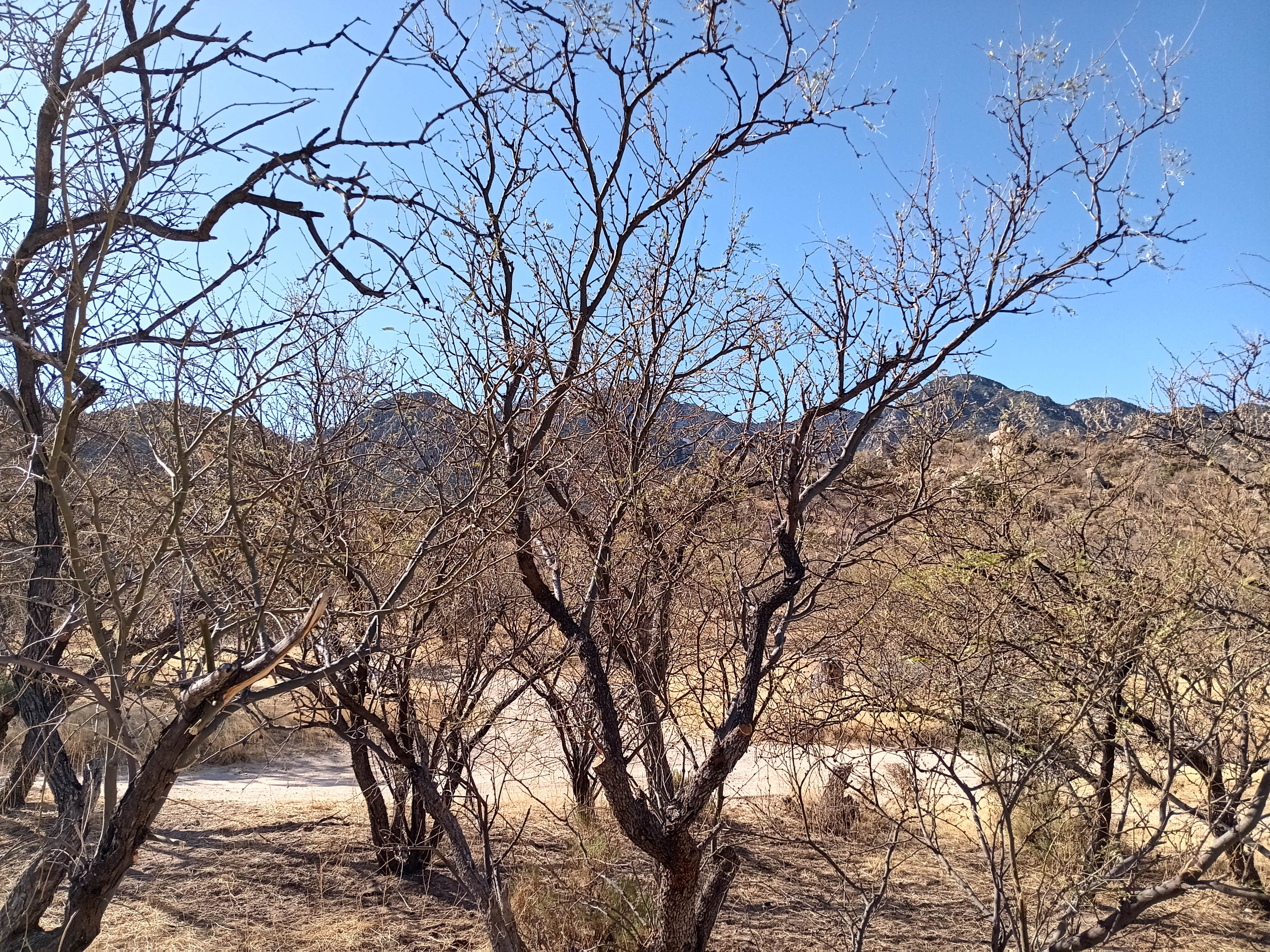 Camper-submitted photo at Proctor Road Dispersed Camping - Site 3b near Green Valley, AZ