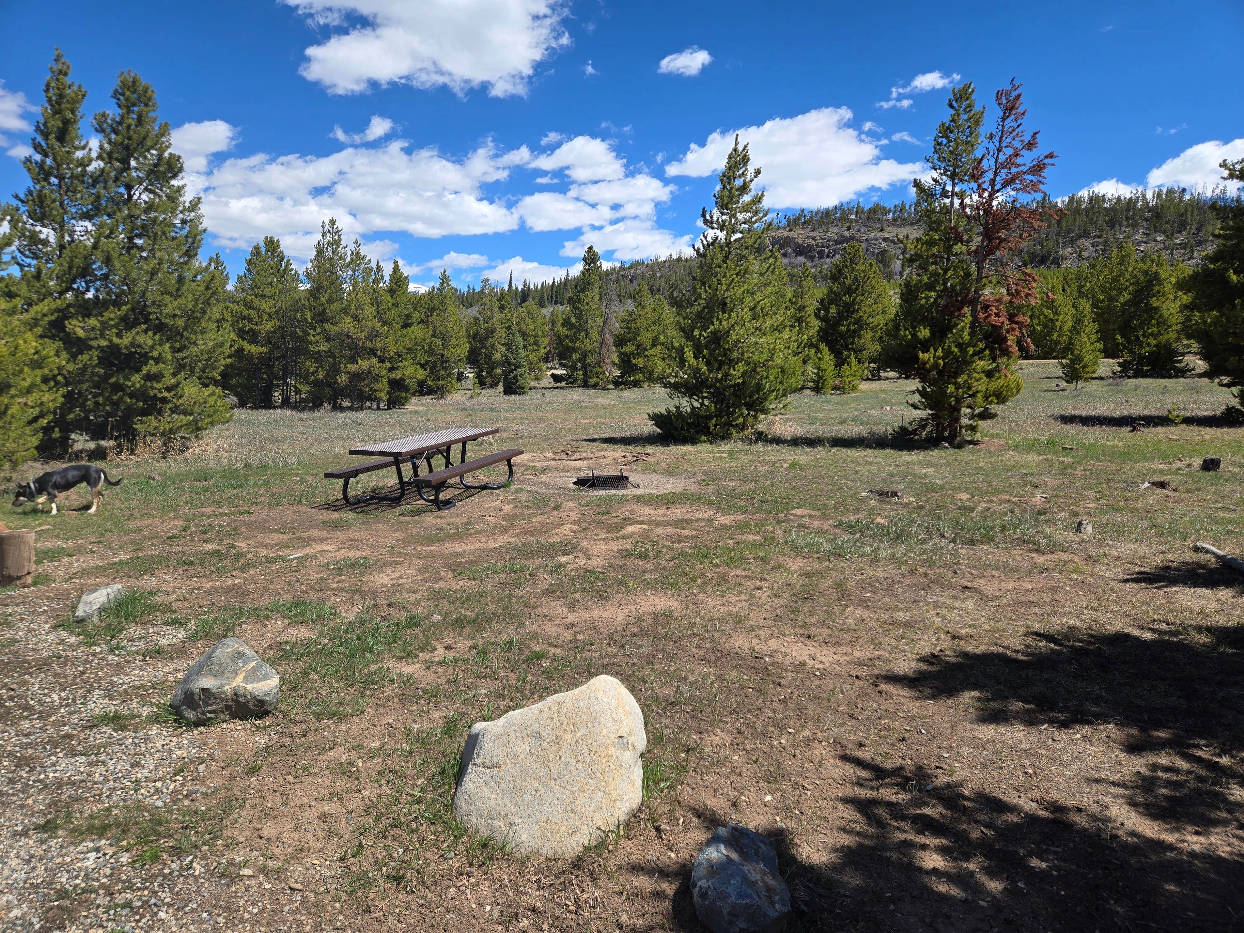Tarrah C.'s photo of camping with pets at Prospector Campground near Vail, CO