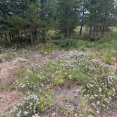Review photo of Prospector Campground by Reagan M., July 25, 2025