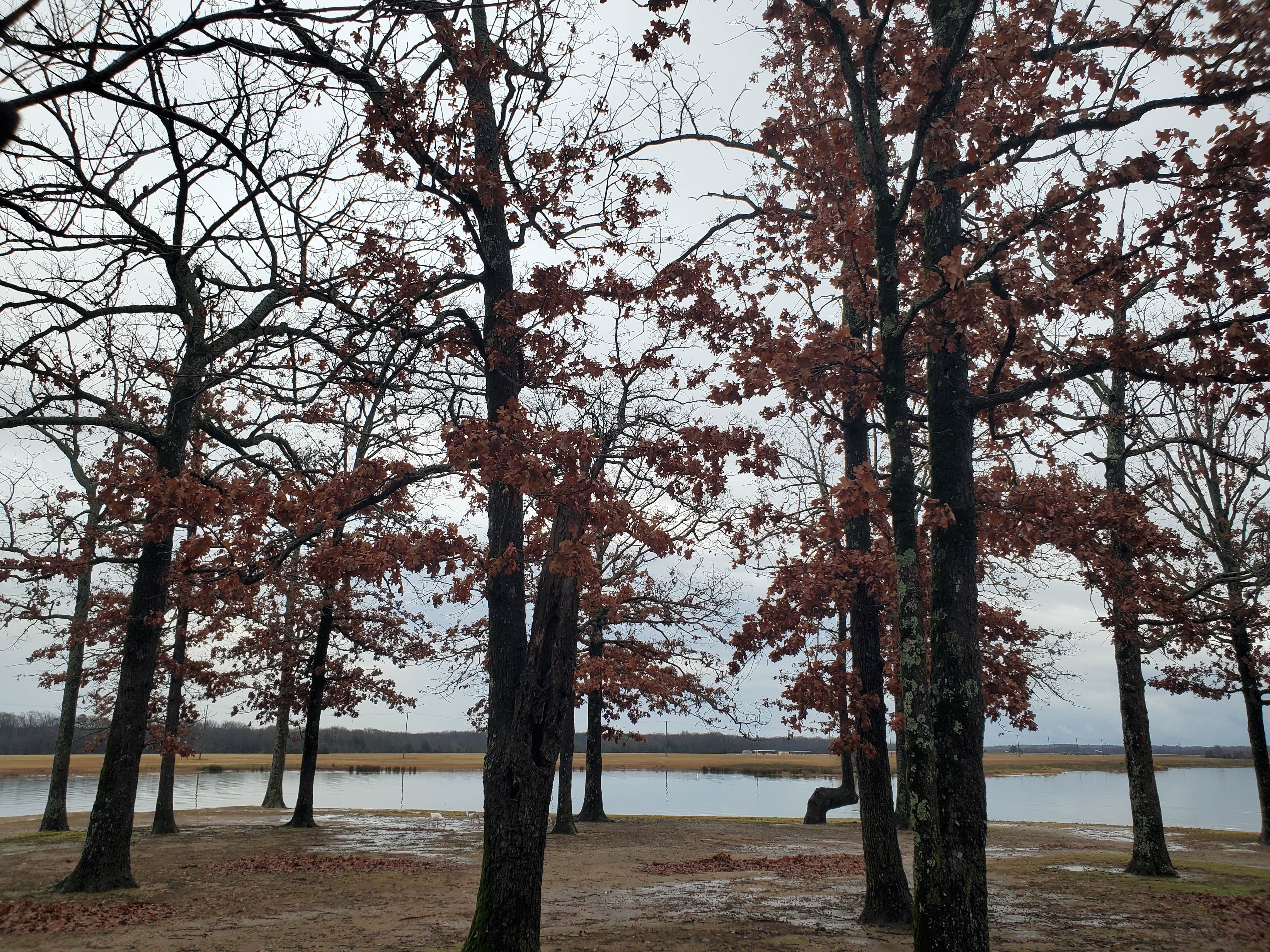 Camper-submitted photo at Public Ramp 1 Titus County Freshwater Supply District near Lake O' The Pines