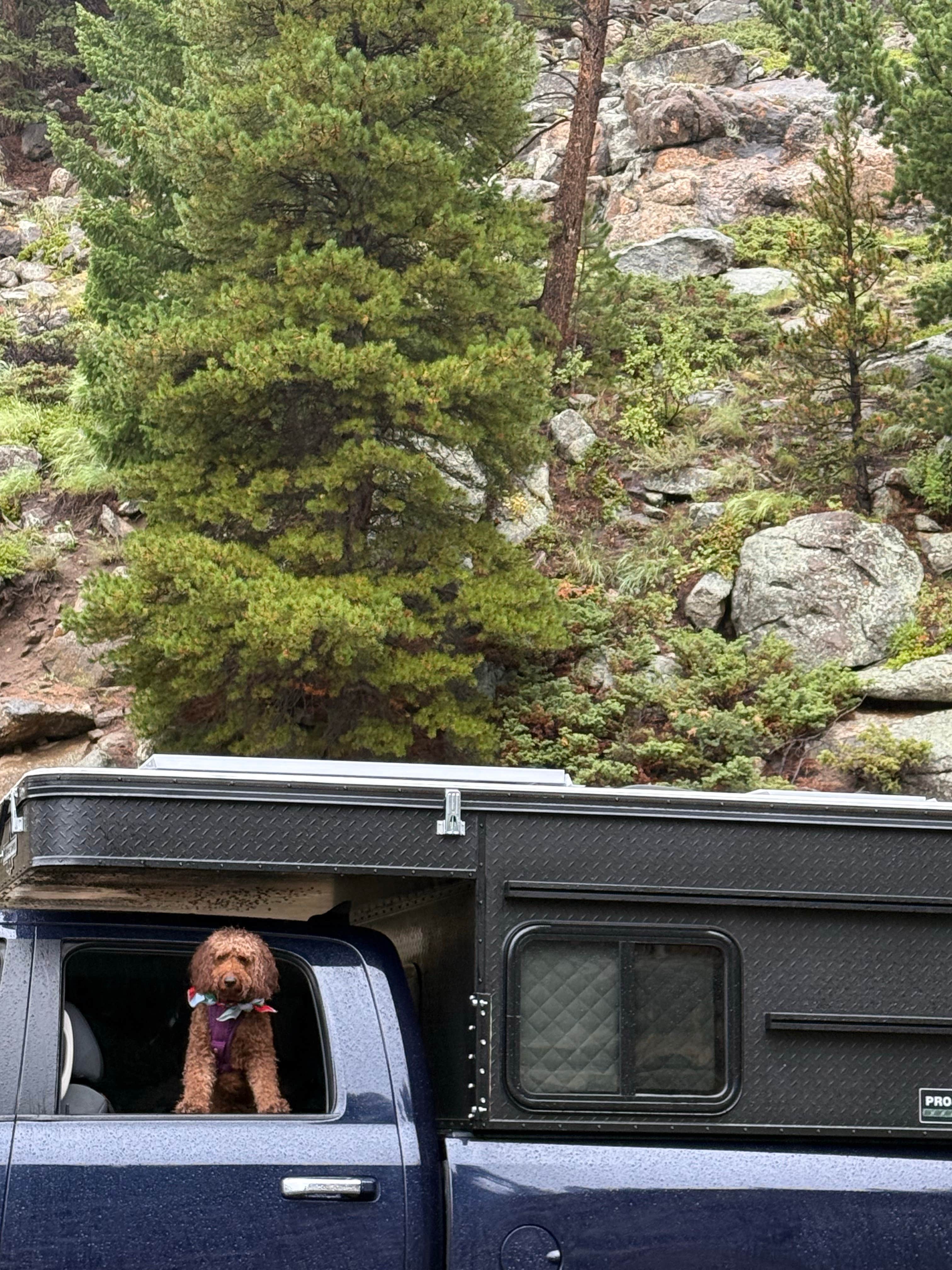 alicianlv's photo of camping with pets at Pull off with fire ring - Dispersed Site near Silver Plume, CO