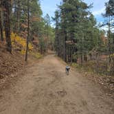 Review photo of Pumphouse Wash (FR 237) Dispersed Camping Area by Cindy S., November 9, 2025