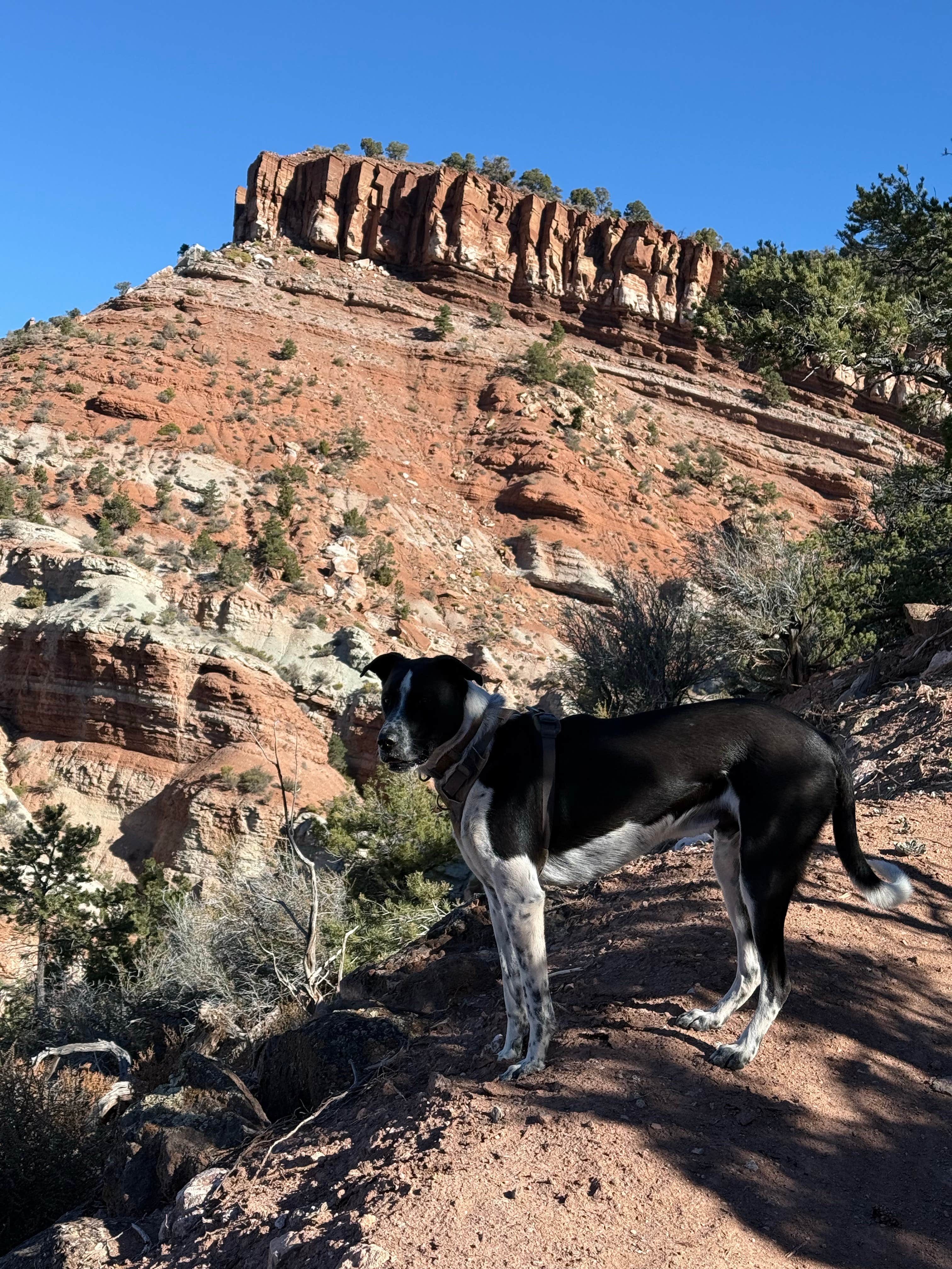 David N.'s photo of camping with pets at Pyramid Ridge Campground near Cedar City, UT