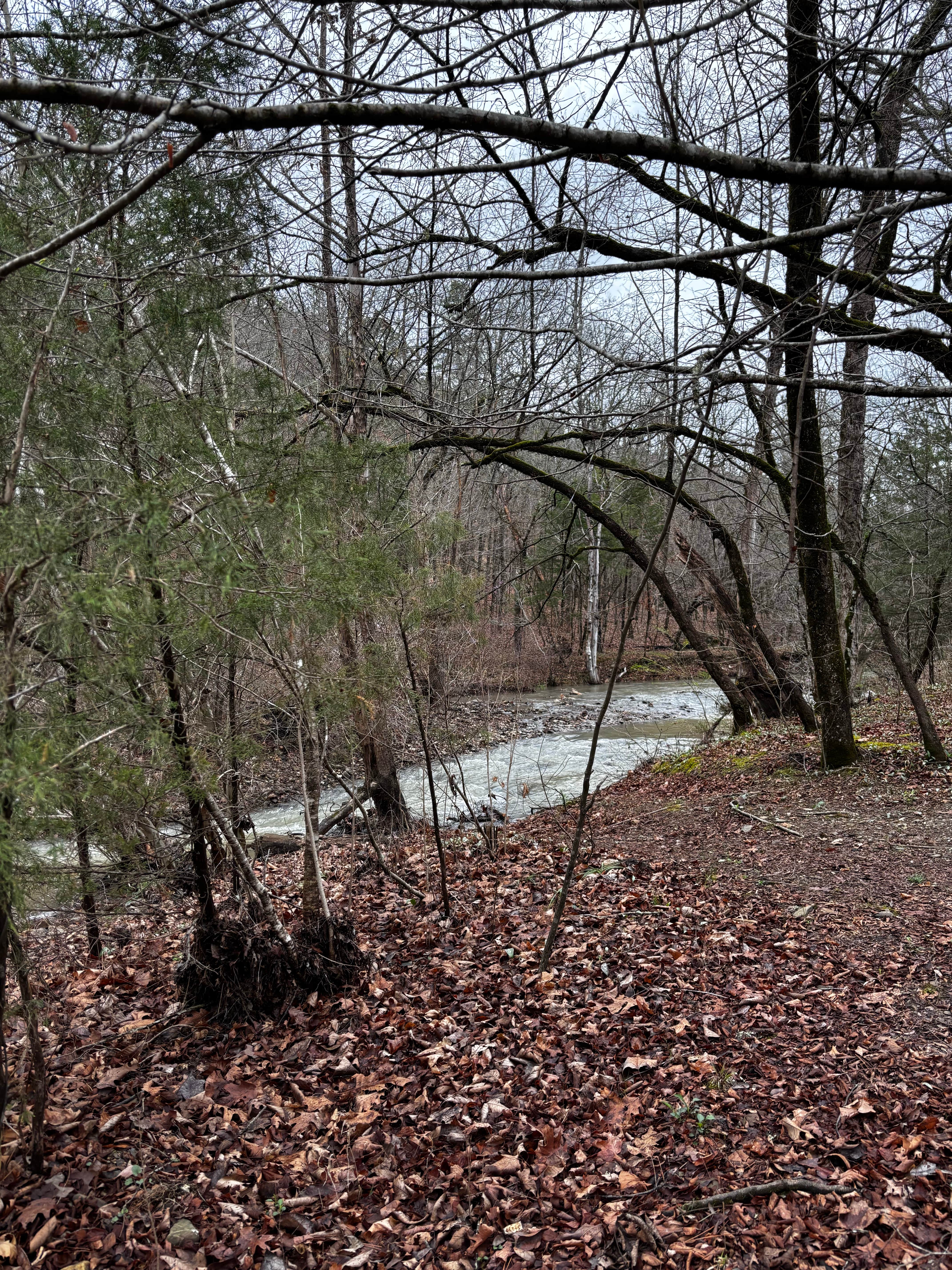 Camper-submitted photo at Quachita NF Dispersed by Cedar Creek off 51220 near Bethel, OK