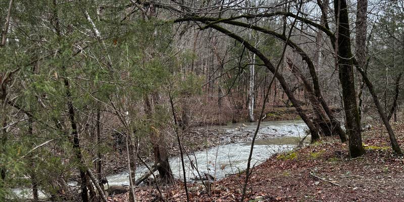 Camper submitted image from Quachita NF Dispersed by Cedar Creek off 51220