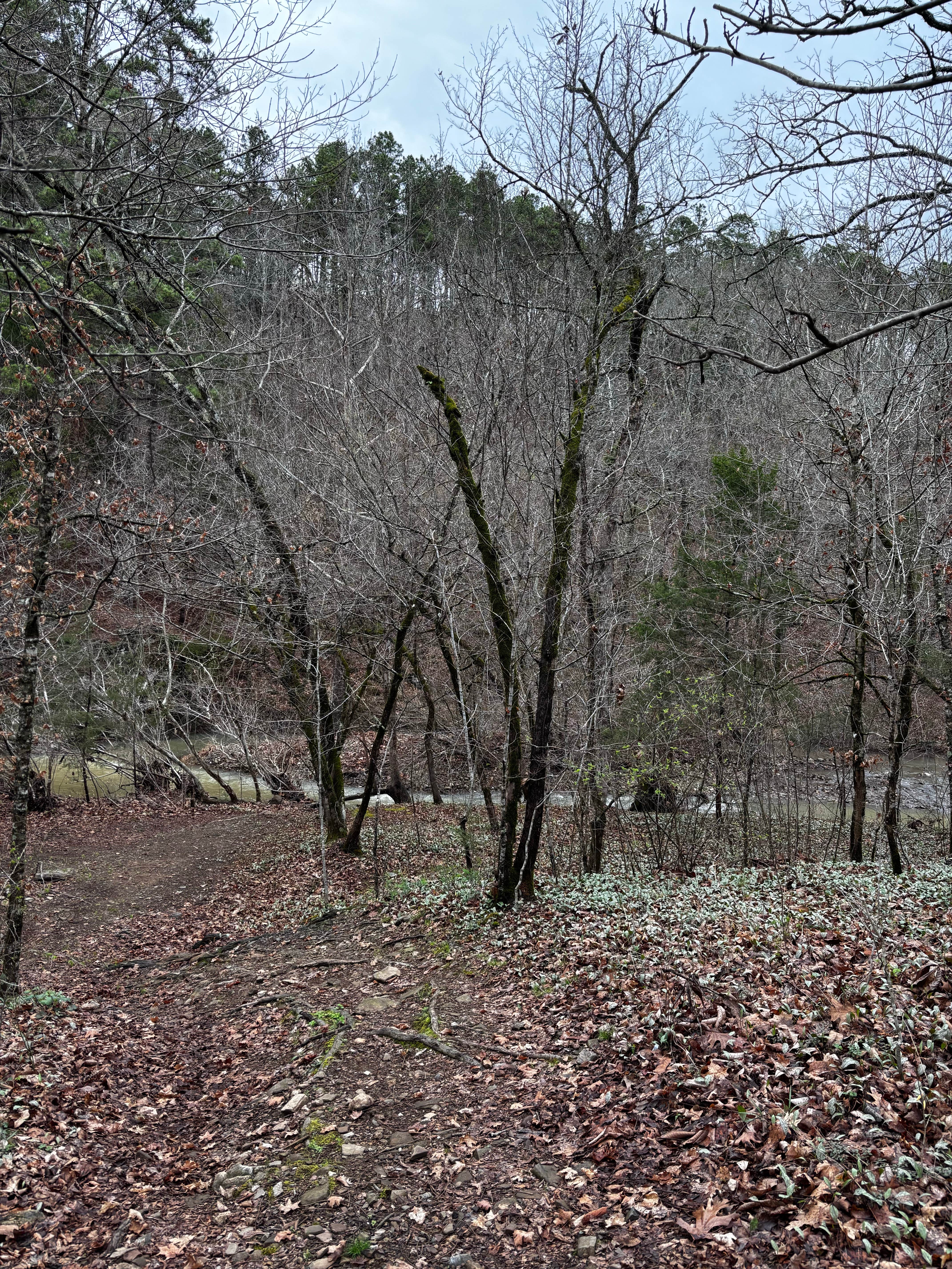 Camper-submitted photo at Quachita NF Dispersed by Cedar Creek off 51220 near Bethel, OK