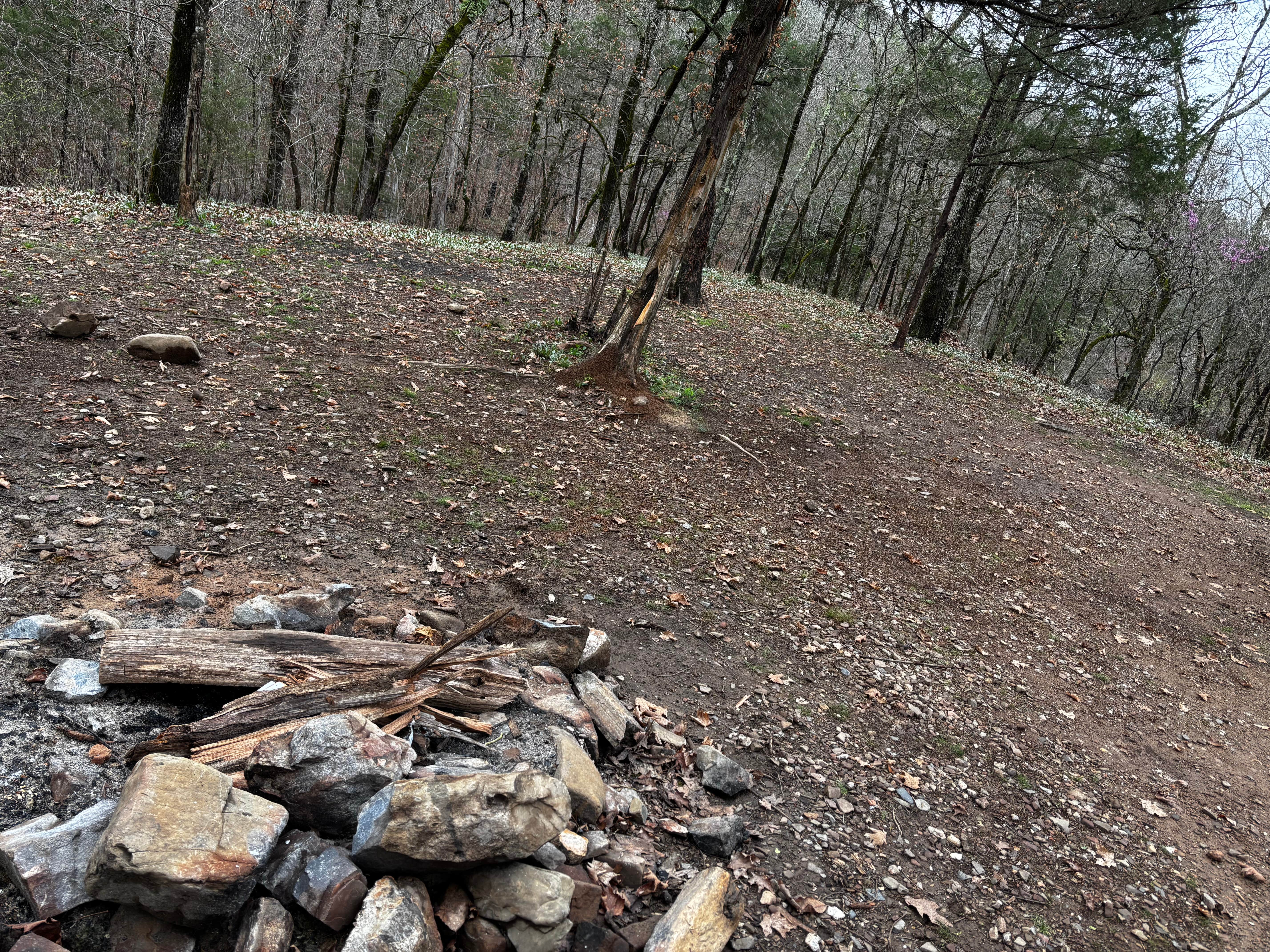 Camper-submitted photo at Quachita NF Dispersed by Cedar Creek off 51220 near Bethel, OK