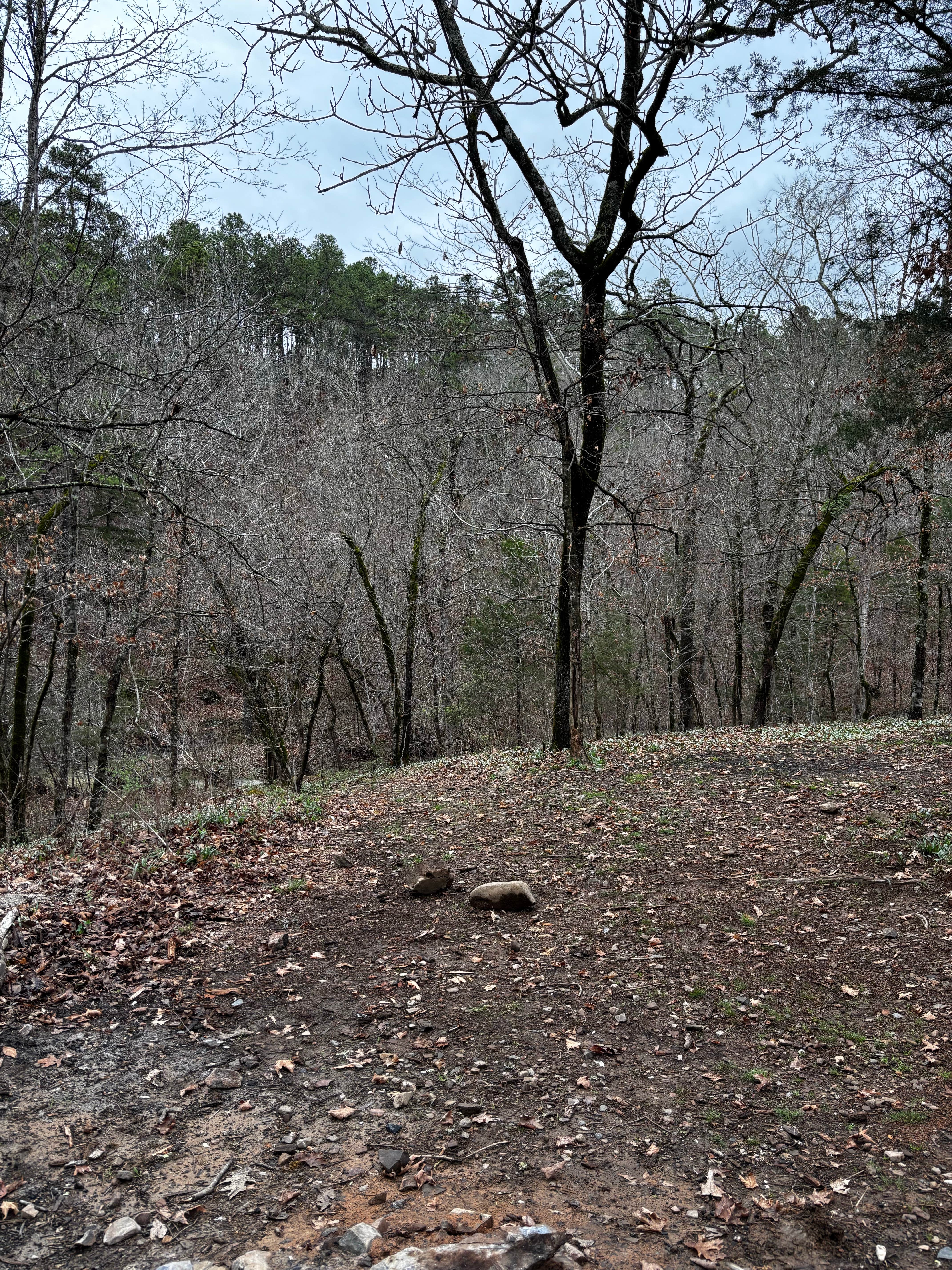 Camper-submitted photo at Quachita NF Dispersed by Cedar Creek off 51220 near Bethel, OK
