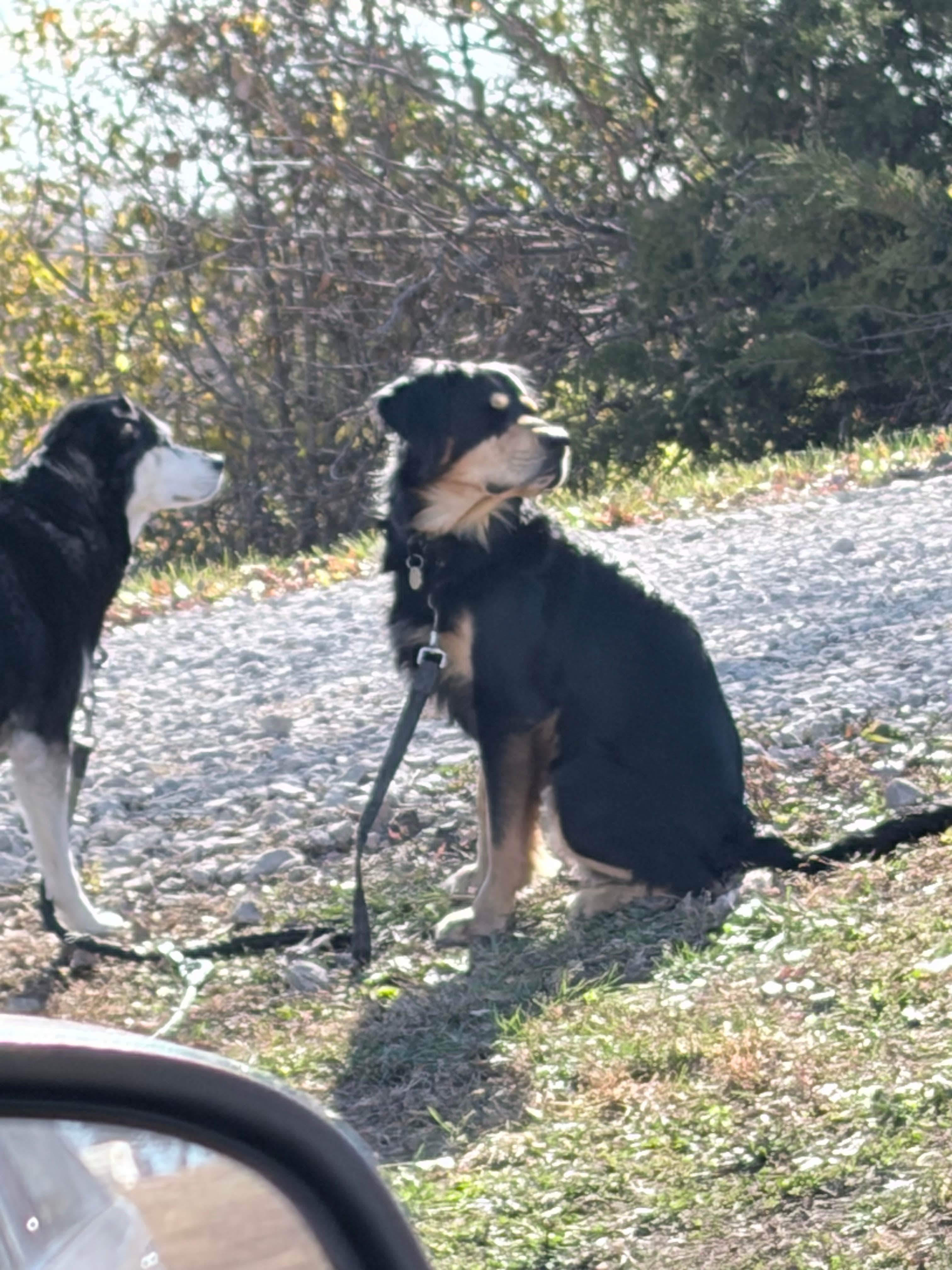 NevaehFlora T.'s photo of camping with pets at Quail Ridge Campground near Cameron, MO