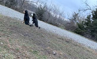 NevaehFlora T.'s photo of camping with pets at Quail Ridge Campground near Jamesport, MO