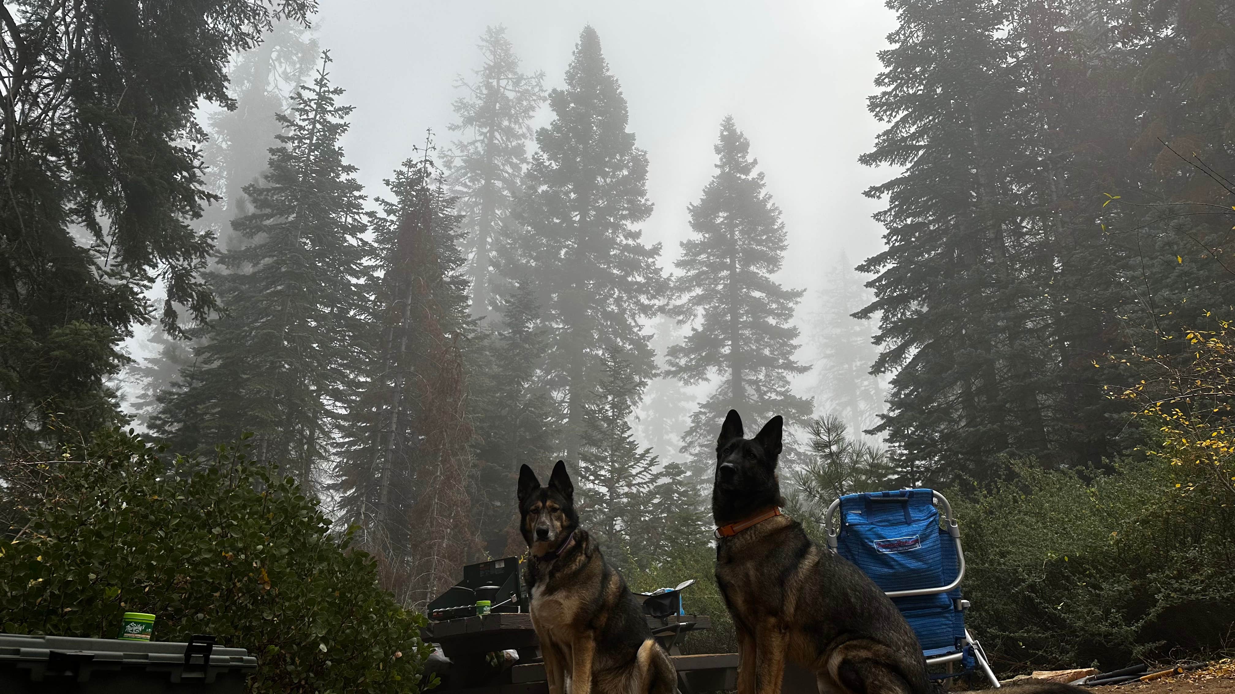 Scott D.'s photo of camping with pets at Grover Hot Springs State Park Campground near Kit Carson, CA