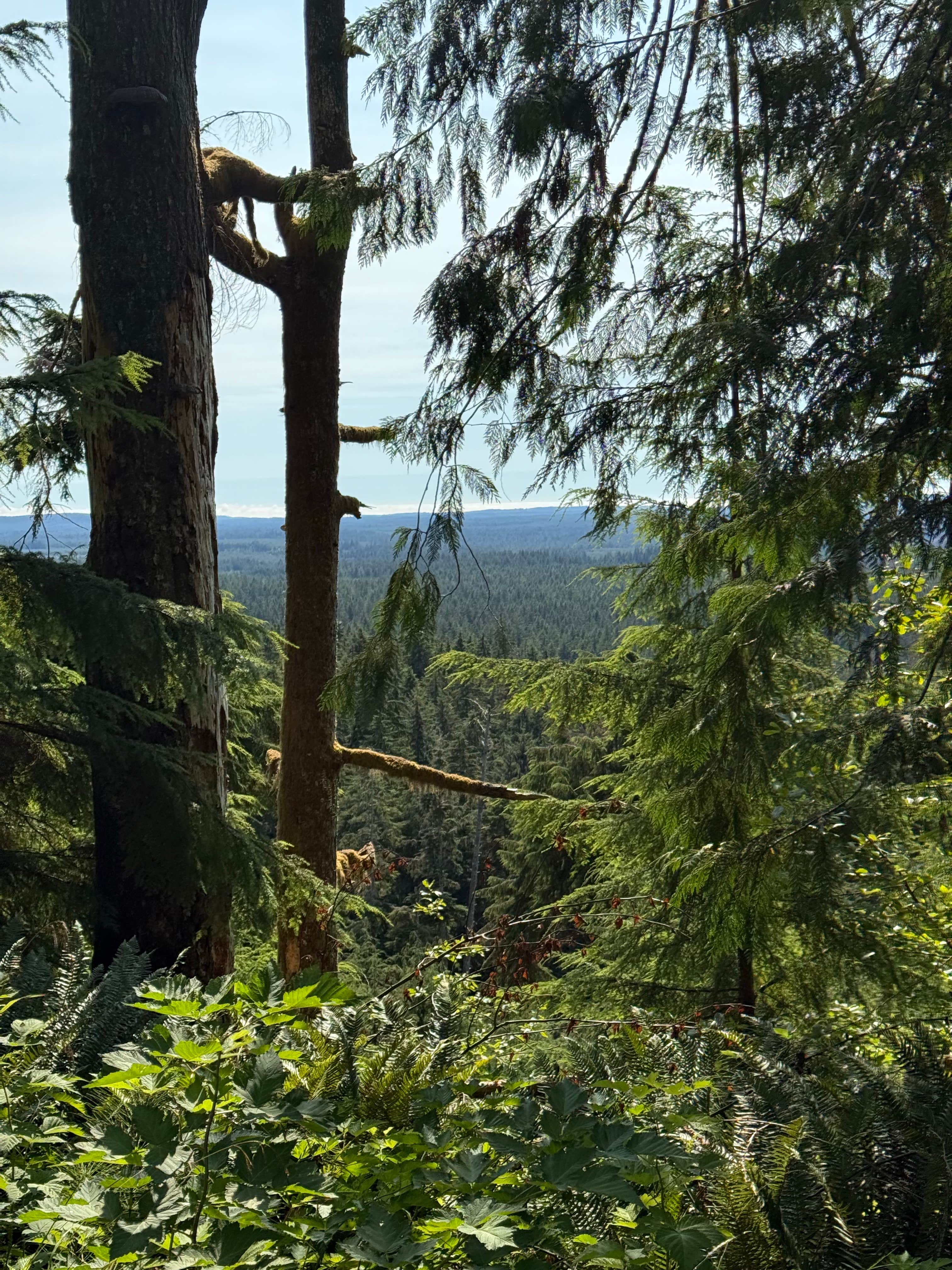Camper-submitted photo at quinalt ridge vistas near Quinault, WA