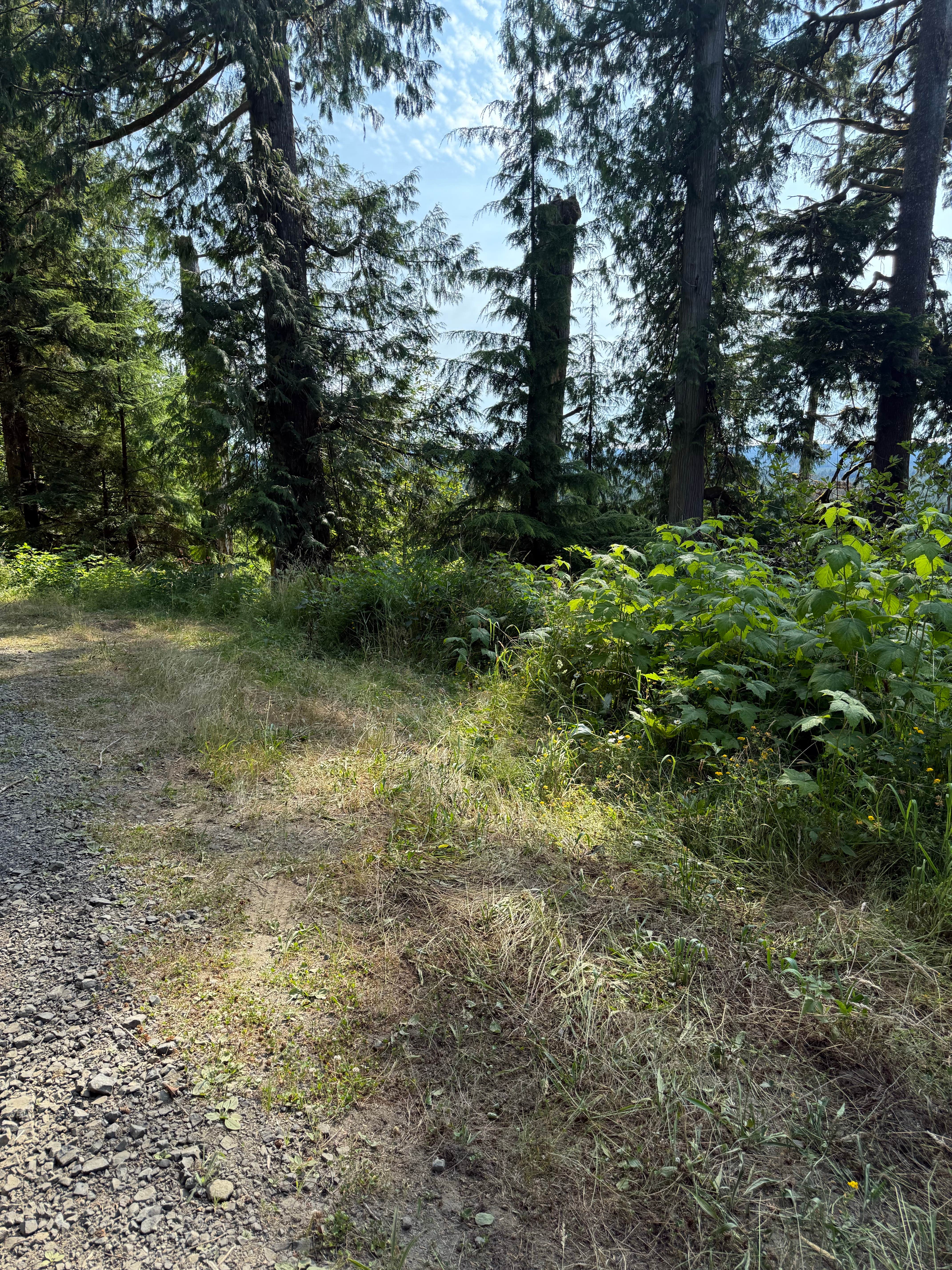 Camper-submitted photo at quinalt ridge vistas near Quinault, WA