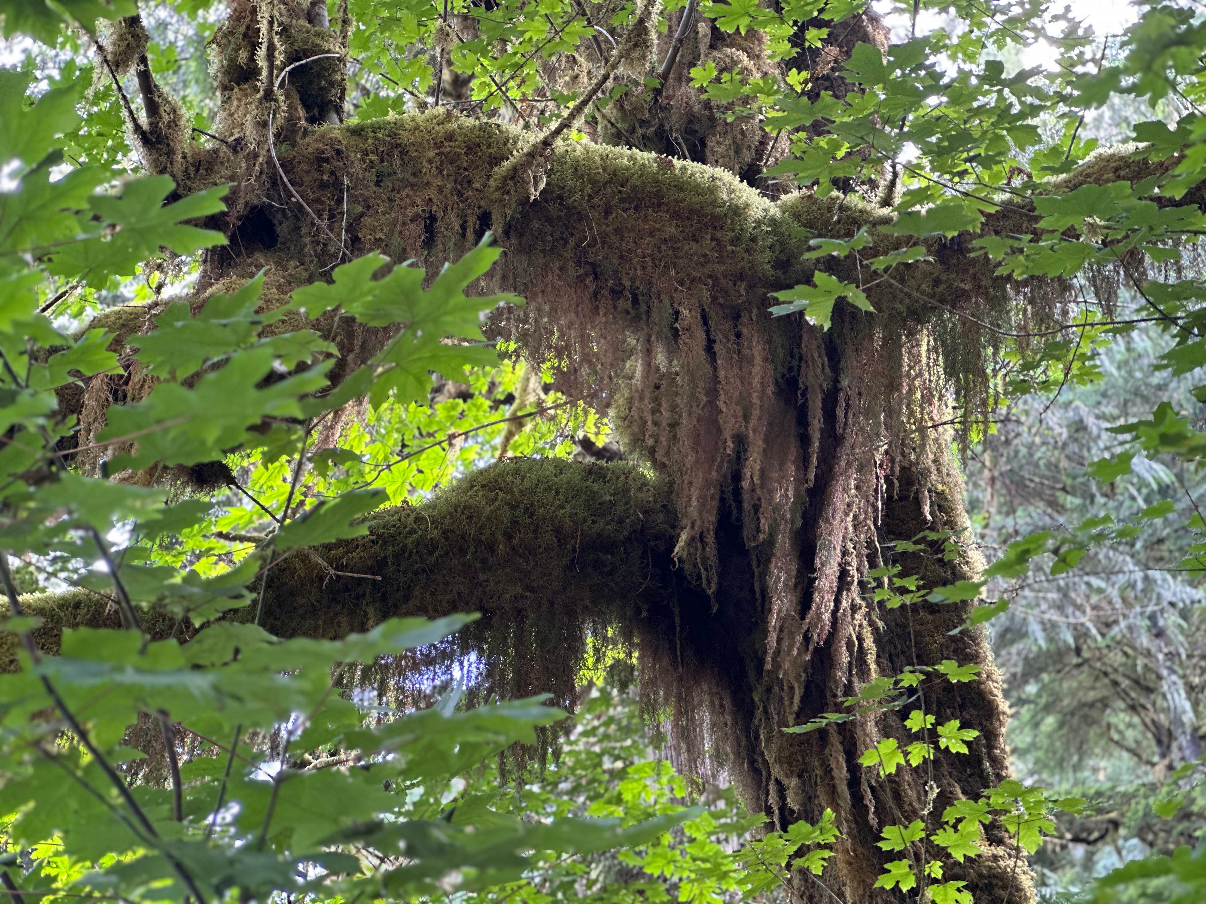 Camper-submitted photo at Quinault ridge camping near Montesano, WA