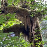 Review photo of Quinault ridge camping by samantha W., July 31, 2026