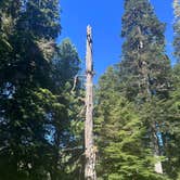 Review photo of Quinault ridge camping by samantha W., July 31, 2026
