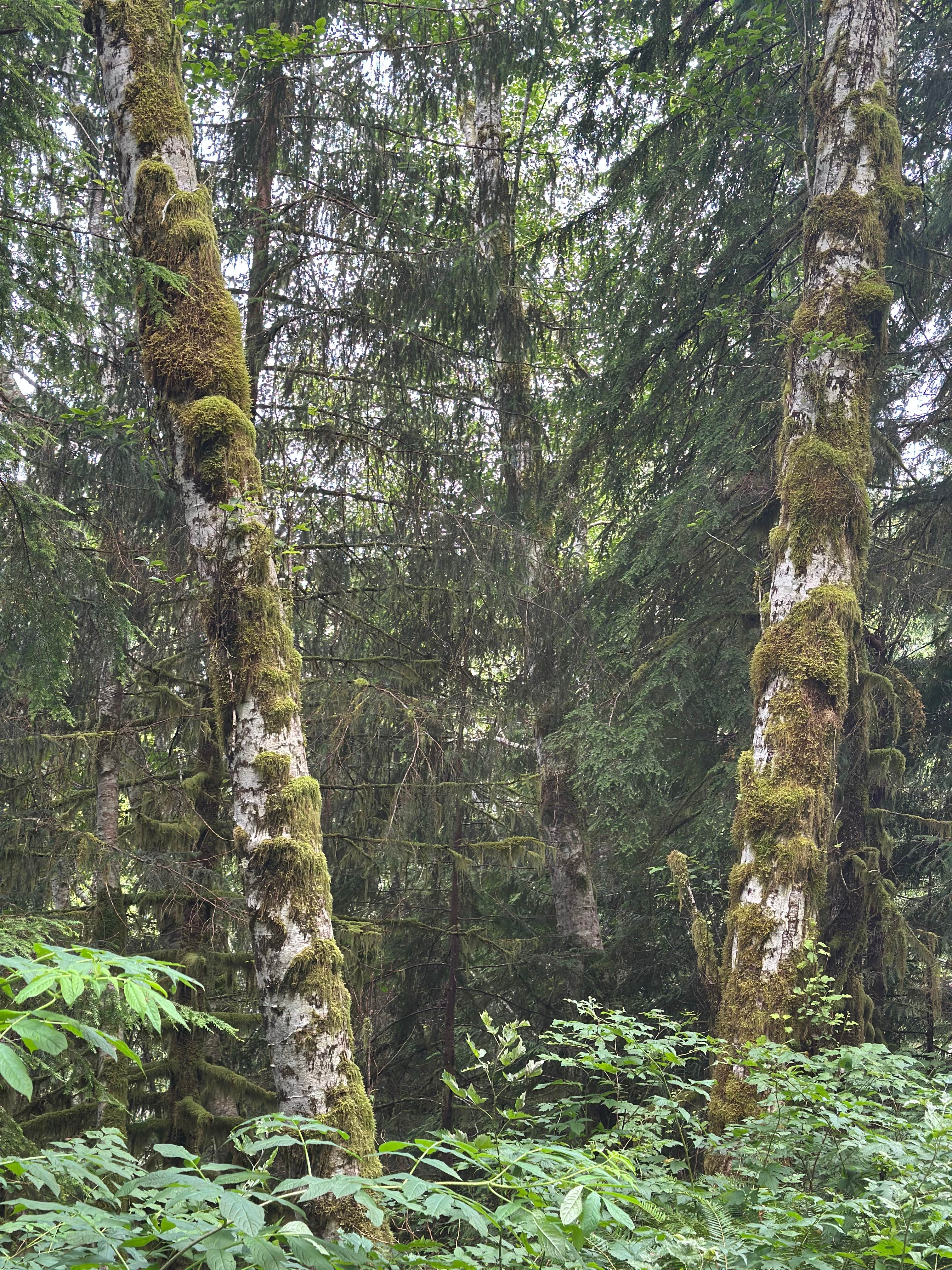 Camper-submitted photo at Quinault ridge camping near Montesano, WA