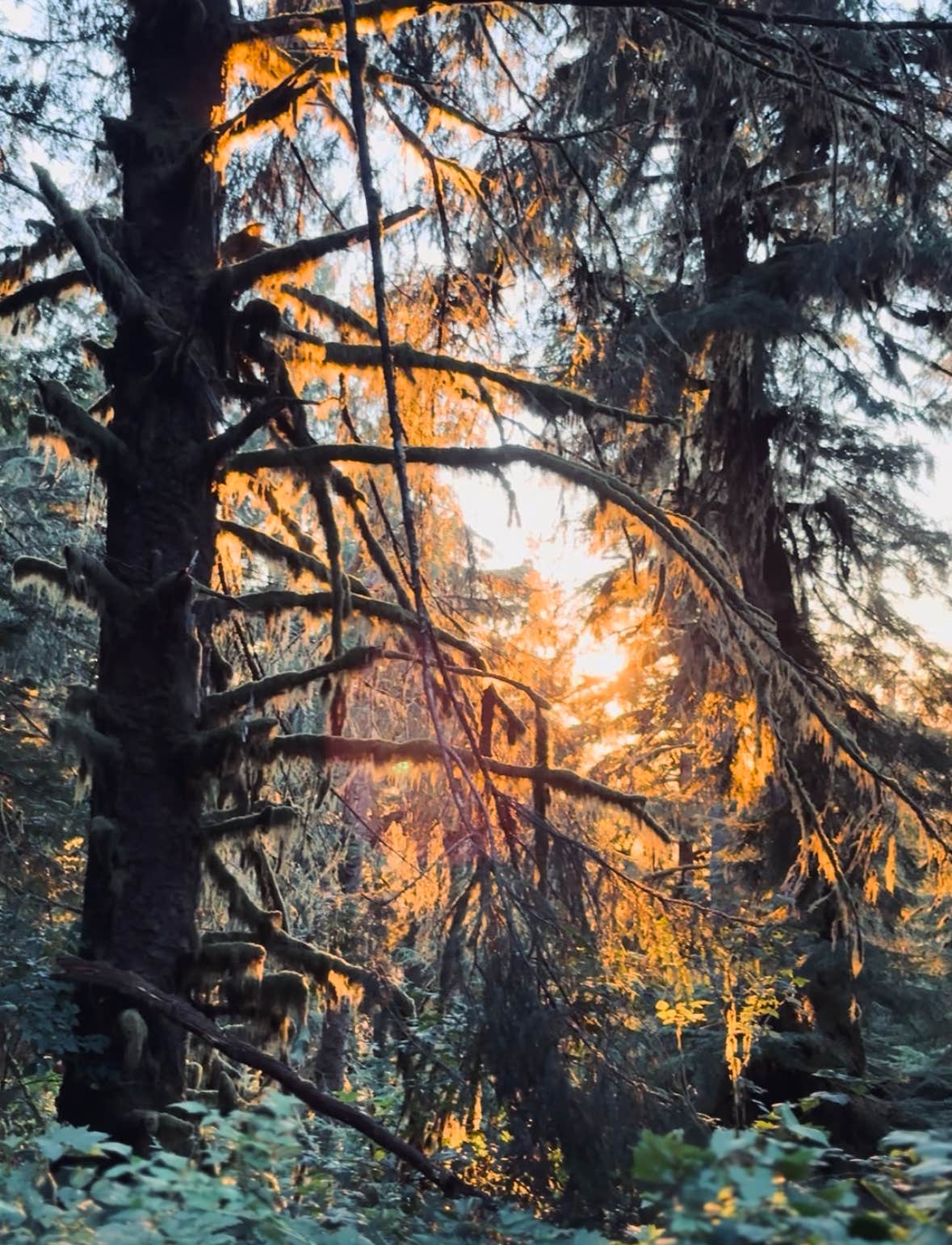 Camper-submitted photo at Quinault ridge camping near Quinault, WA