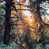 Review photo of Quinault ridge camping by Sarah S., September 25, 2025