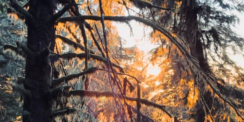 Camper submitted image from Quinault ridge camping