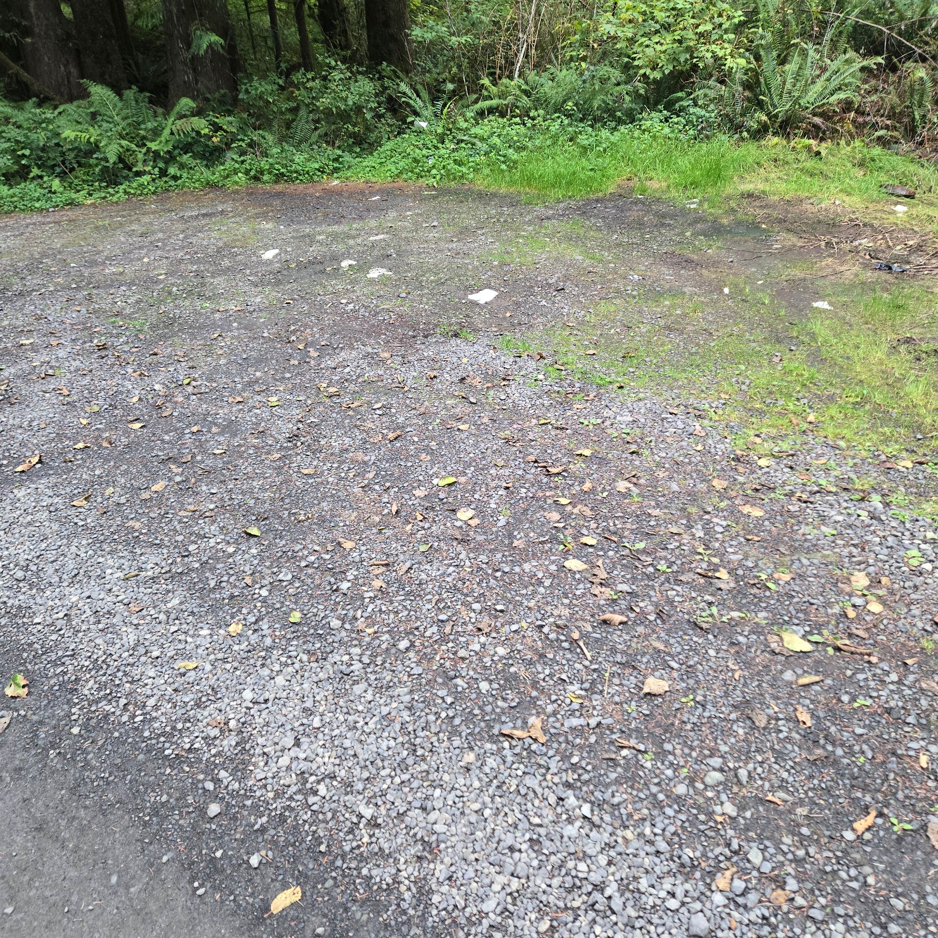 Camper-submitted photo at Quinault Ridge Road near Montesano, WA